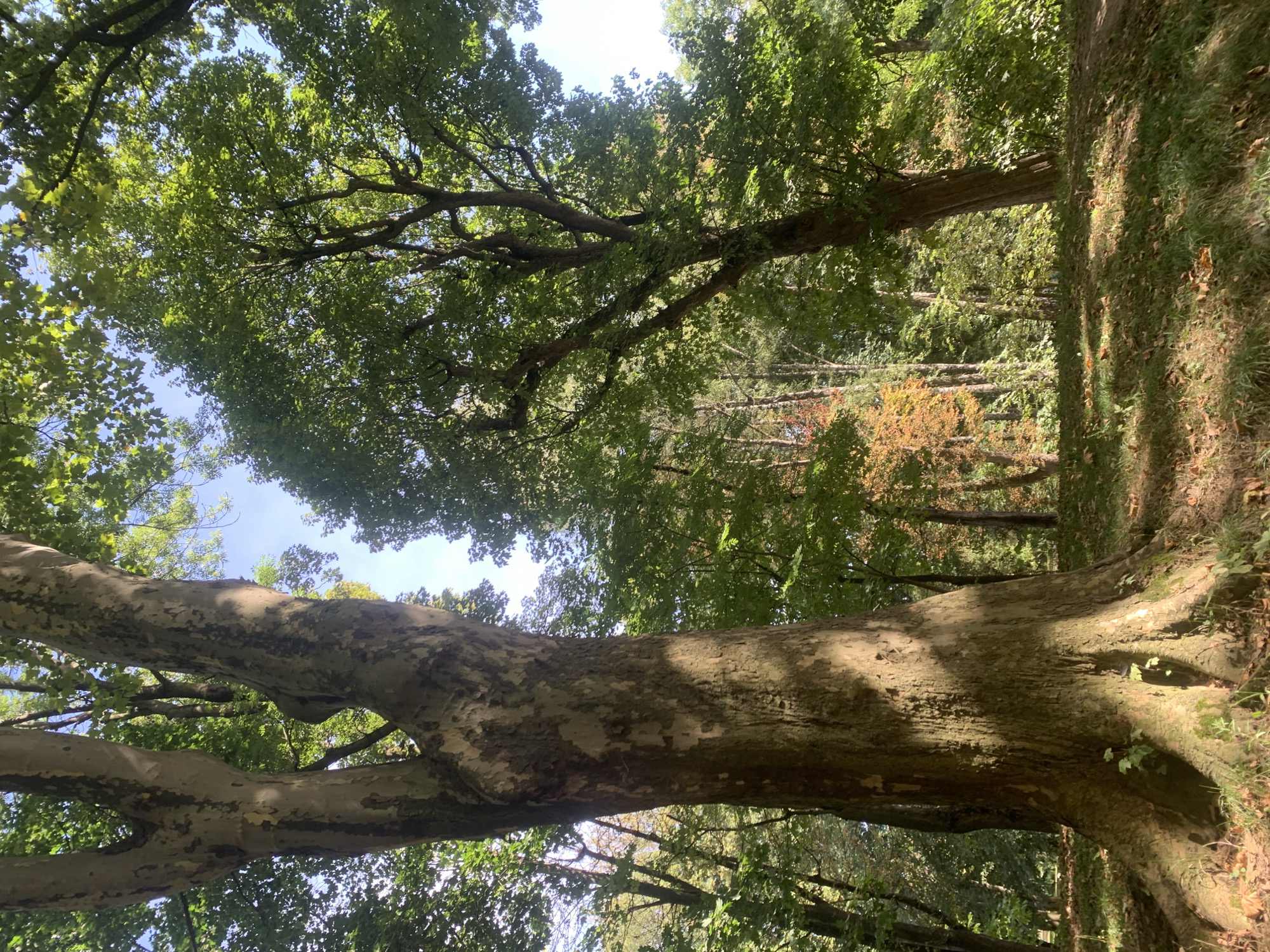 This image depicts a sun-dappled forest floor with a large, textured tree trunk prominently in the foreground. The tree has a rough, grey-brown bark and visible roots spread across the ground. Sunlight casts shadows through the lush green foliage of mature trees, creating a mosaic of light and shade on the grass and fallen leaves. In the background, a mix of green and some autumnal-colored trees can be seen, suggesting the season may be transitioning. The sky is visible through the canopy, appearing a bright, clear blue. The scene is serene and natural, with no people or man-made objects evident. The location is identified as the Stryiskyi Park in Lviv, Ukraine.