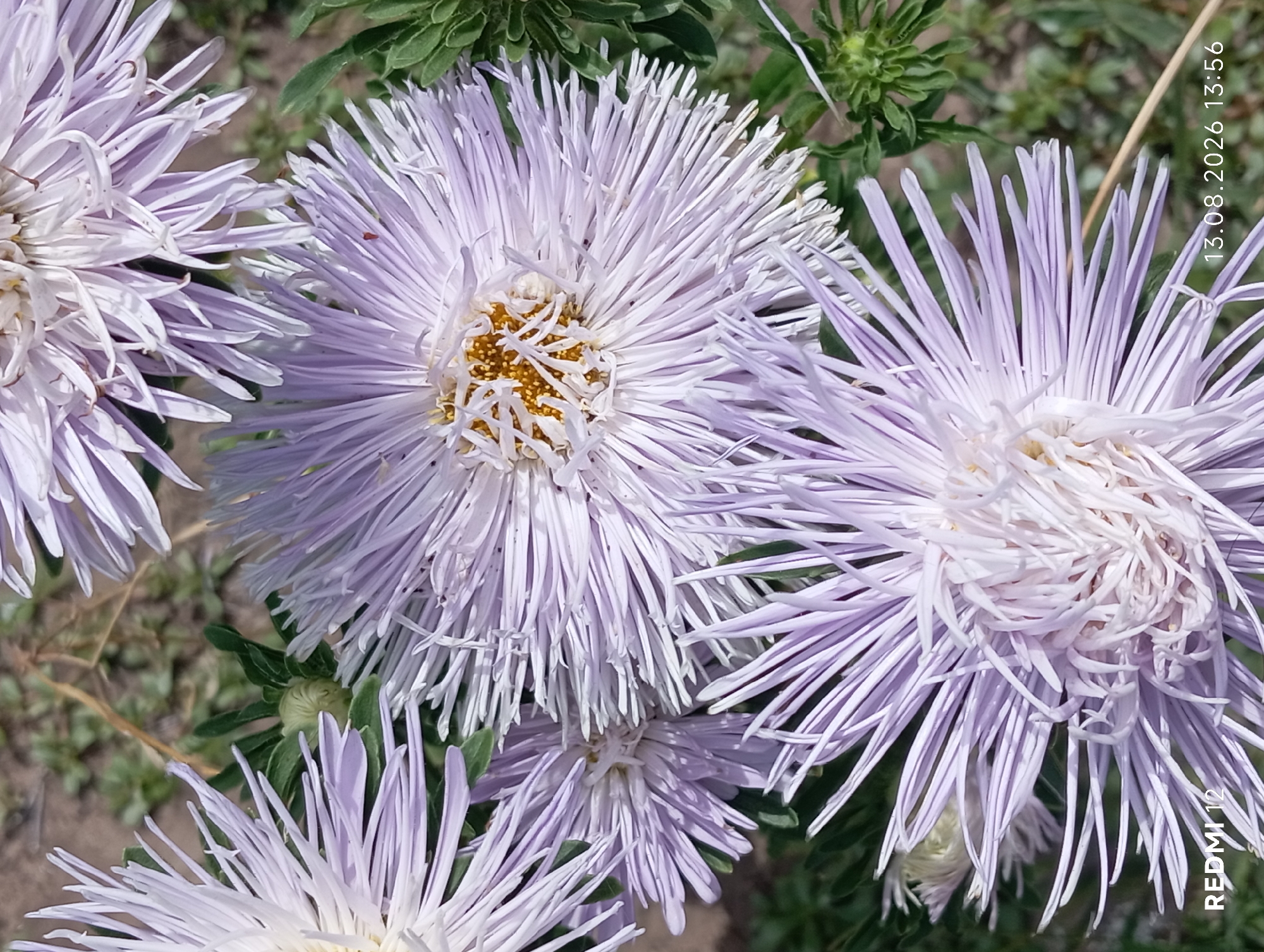 The image displays a close-up view of several aster flowers with delicate, light purple and white petals. The flowers have yellow centers. The background consists of dry soil and green foliage. A date and time stamp "13.08.2026 13:56" and the text "REDMI 12" are visible in the bottom right and left corners respectively. The setting appears to be an outdoor garden or park, possibly in Smila, Ukraine, given the context.