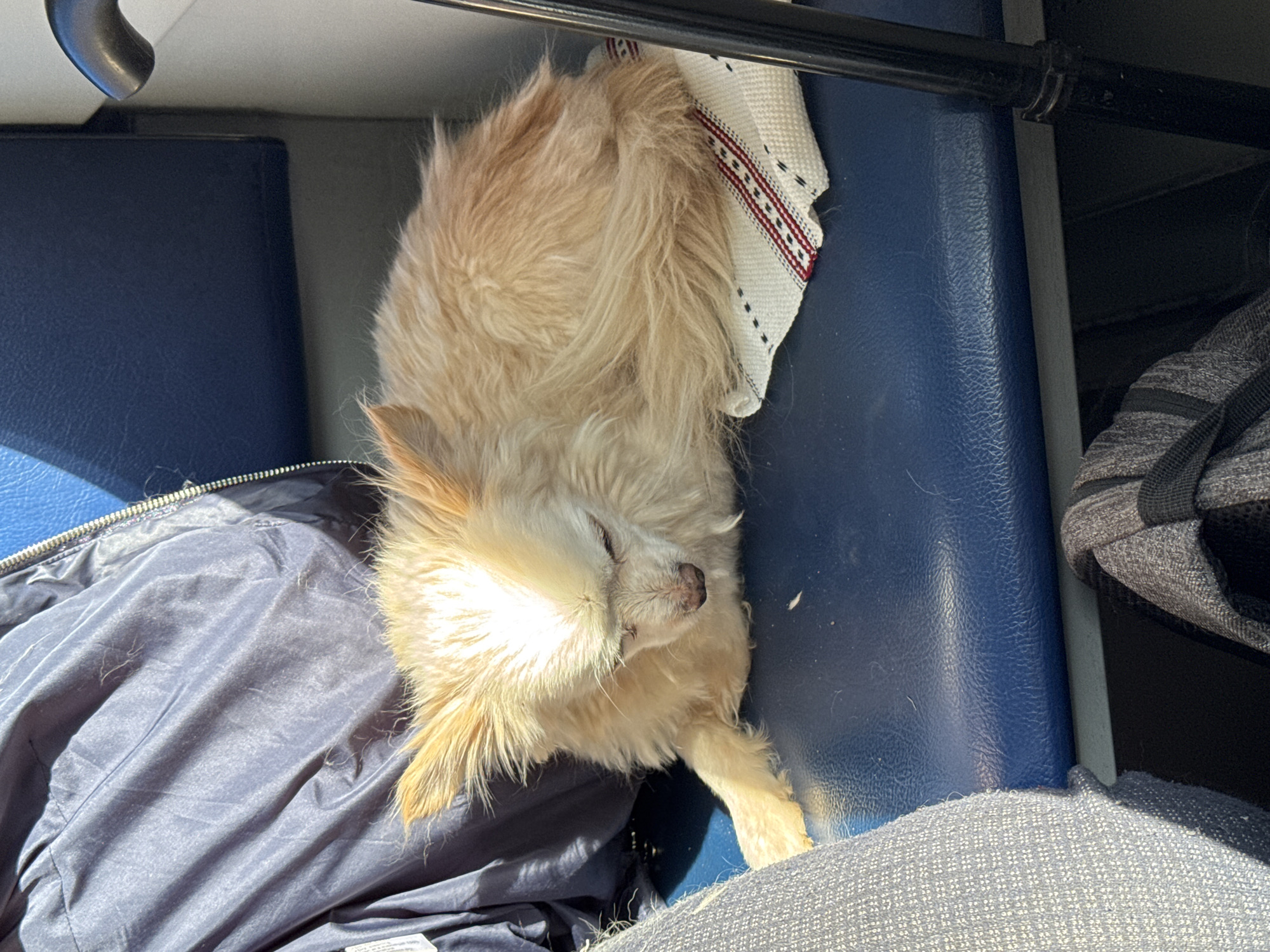 A small, light-brown, fluffy dog is sleeping on a blue bus seat, possibly during daytime. The dog is lying on a white towel with red and black accents. Part of a blue jacket is visible to the left, and part of a gray bag or backpack is on the right. A metal bar runs across the top of the image. The specific location in Overyata, Russia, cannot be determined from the provided visual information.