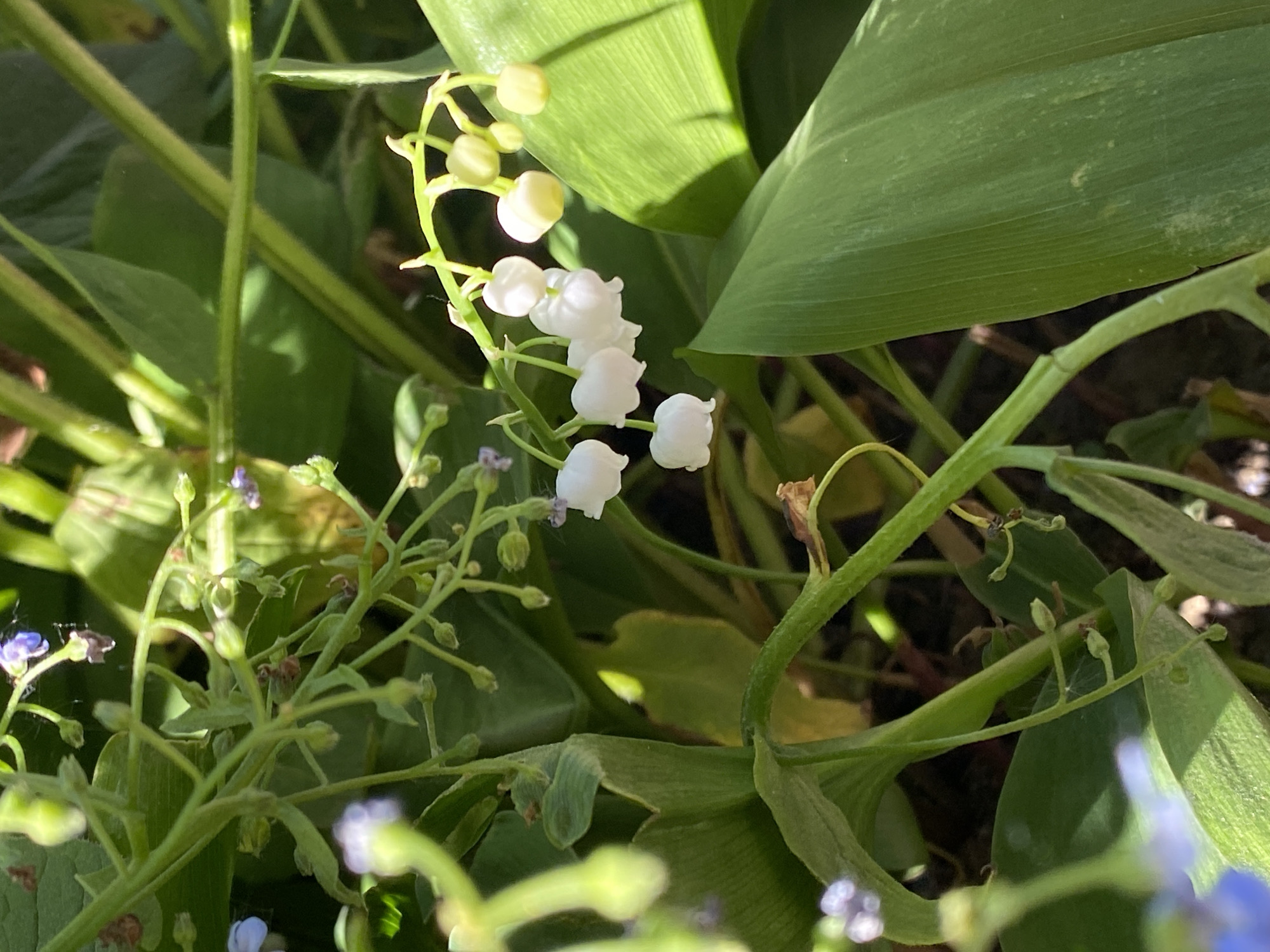 The image shows a close-up of lily of the valley flowers and foliage in a garden setting. The lily of the valley has white, bell-shaped flowers hanging from a central stem with some unopened buds at the top. There are broad, green leaves behind the flowers. There are other smaller plants with tiny blue flowers mixed in. The lighting suggests it is outdoors and the scene may be in partial shade. There is no visual information to indicate that this image was taken in Chaikovsky, Russia.