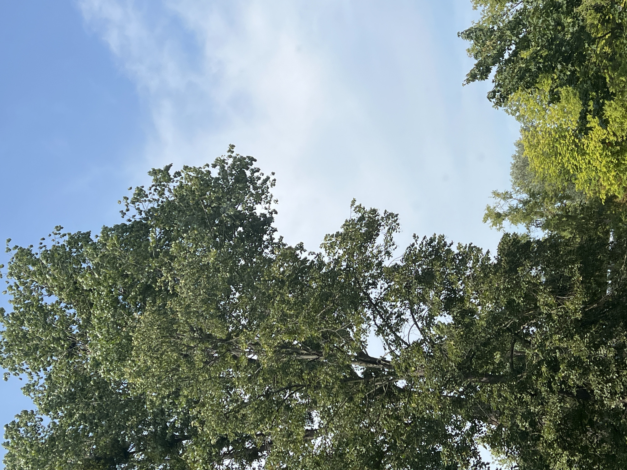 An outdoor, close-up, eye-level, vertical shot captures the upper portion of a large, leafy deciduous tree against a bright blue sky with scattered white clouds. The tree's dense foliage, a mix of deep and lighter greens, dominates the left and lower portions of the frame, with its branches extending upwards and to the right. The sky occupies the upper right and center of the image. In the background, the tops of other trees are visible, with some exhibiting bright yellow-green foliage. The scene appears to be from a park or a densely treed area. No people or animals are present. The context of Warsaw, Poland, is not visually evident from the image alone.