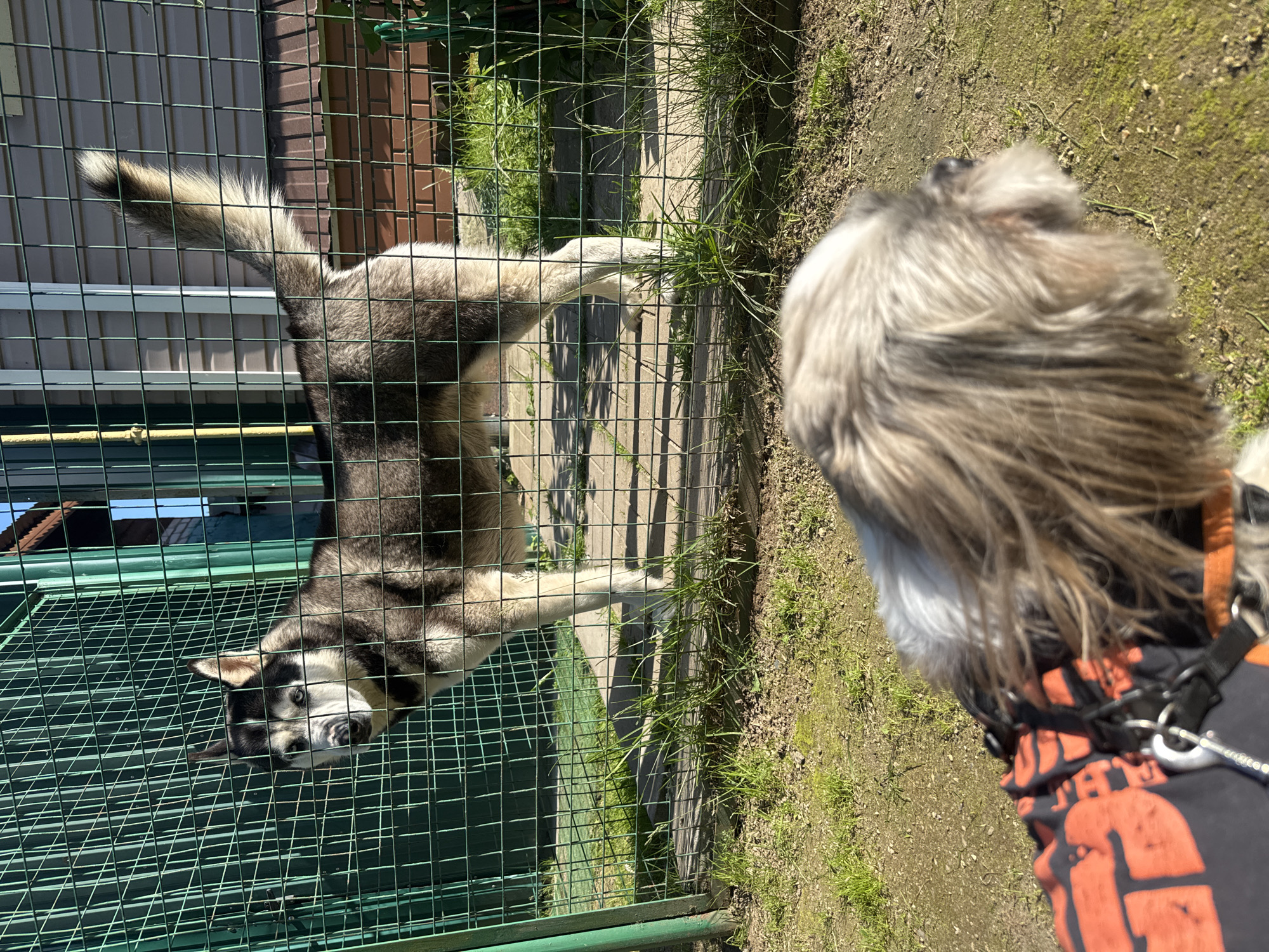 The image captures an outdoor scene on a sunny day, featuring two dogs. The perspective is from behind a smaller dog in the foreground, looking towards another dog across a fence. This foreground dog has light-colored, shaggy fur on its head and is wearing a dark-colored harness or vest adorned with orange patterns, some of which vaguely resemble unreadable text or a logo.
Separating the two animals is a green wire fence. On the other side of the fence is a husky-like dog, characterized by its gray, black, and white fur and striking blue eyes. This dog appears to be lying down or sitting, looking directly towards the camera and the foreground dog. One of its paws is extended towards the ground and grass immediately adjacent to the fence, as if interacting with the environment or attempting to reach out.
The setting includes patches of dirt and grass on both sides of the fence. In the background behind the husky, parts of a building with light-colored siding and a section of brick wall are visible, suggesting a backyard or enclosed area. The clear shadows cast by the fence and other objects indicate bright sunshine, likely mid-day to afternoon. The husky's gaze appears curious or watchful, observing the other dog or the camera.