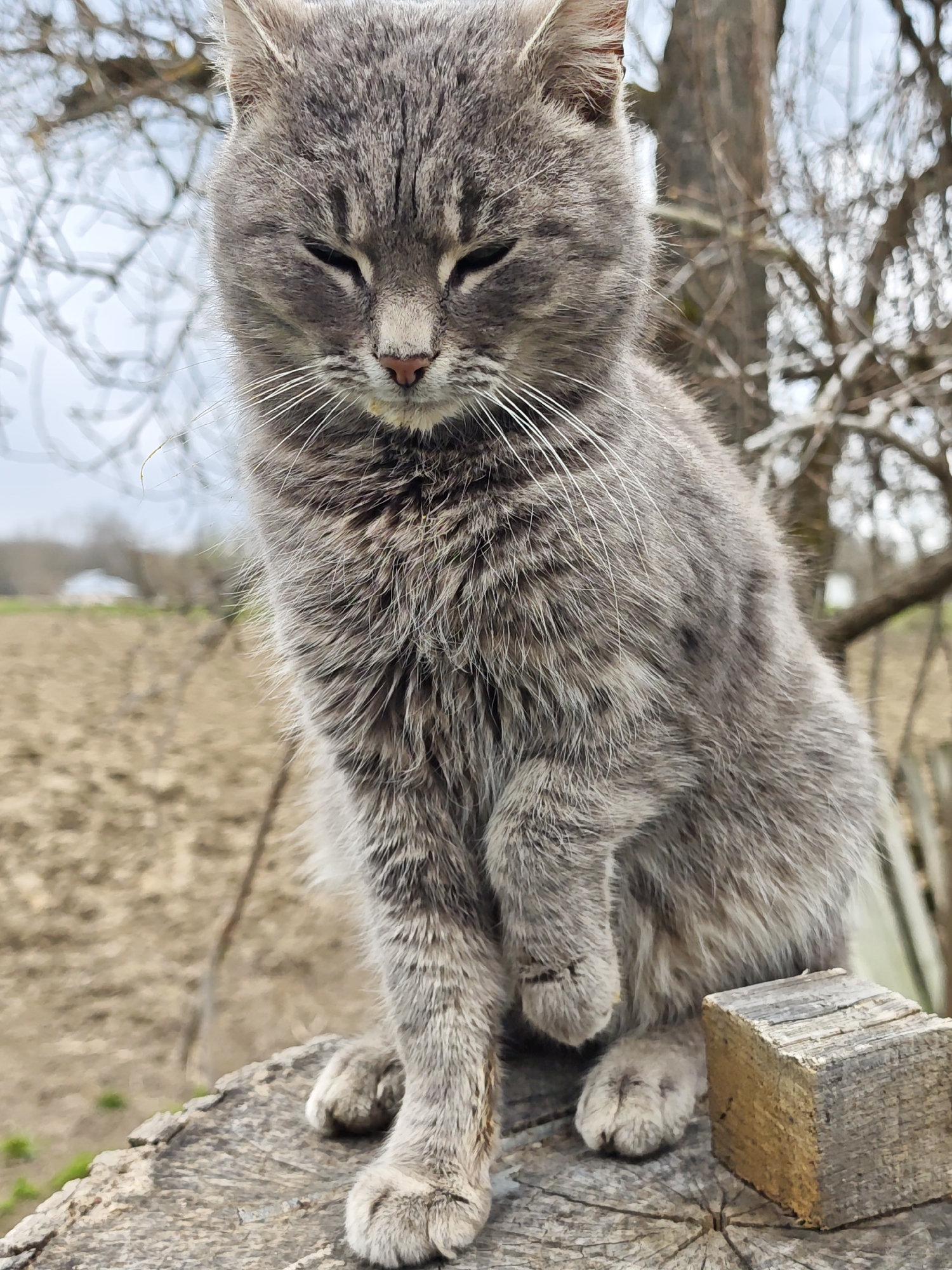 A grey cat is sitting on a weathered wooden stump outdoors. The cat has grey fur, a pink nose, and white whiskers. Its eyes are mostly closed. The cat is positioned in front of a bare tree with a tilled field visible in the background. A small wooden block is next to the cat. The location is Parkhomivka, Ukraine.
