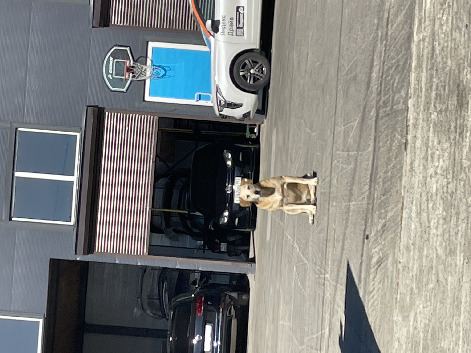 A light brown dog sits attentively on a paved lot in front of a building with open garage bays. The building has a gray, corrugated metal exterior with dark trim and large windows. A basketball hoop is mounted on the exterior wall. To the left, a black SUV is parked partially in a garage bay. To the right, a white car with orange and black graphics, possibly a service vehicle, is parked in front of another garage bay. The dog is facing the camera, with its mouth slightly open and its ears perked. The ground is a light gray asphalt or concrete surface with visible cracks and tire marks. The scene appears to be outdoors in daylight, with a clear sky indicated by the lighting and shadows. The location is specified as Baranovka, Russia.
