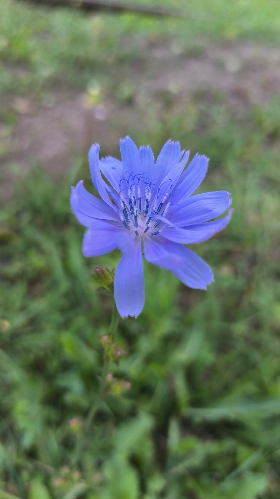 A single blue chicory flower is in full bloom, its petals spread open and revealing its delicate inner structure. The flower is positioned slightly off-center in the frame, with its stem visible in the lower left quadrant. The background is a blur of green grass and some darker soil, suggesting an outdoor environment. The lighting is natural, and the focus is sharply on the flower, with the background softly out of focus. There are no people or man-made objects in the image. The setting appears to be a natural landscape, possibly a meadow or a park, within the city of Lviv, Ukraine.