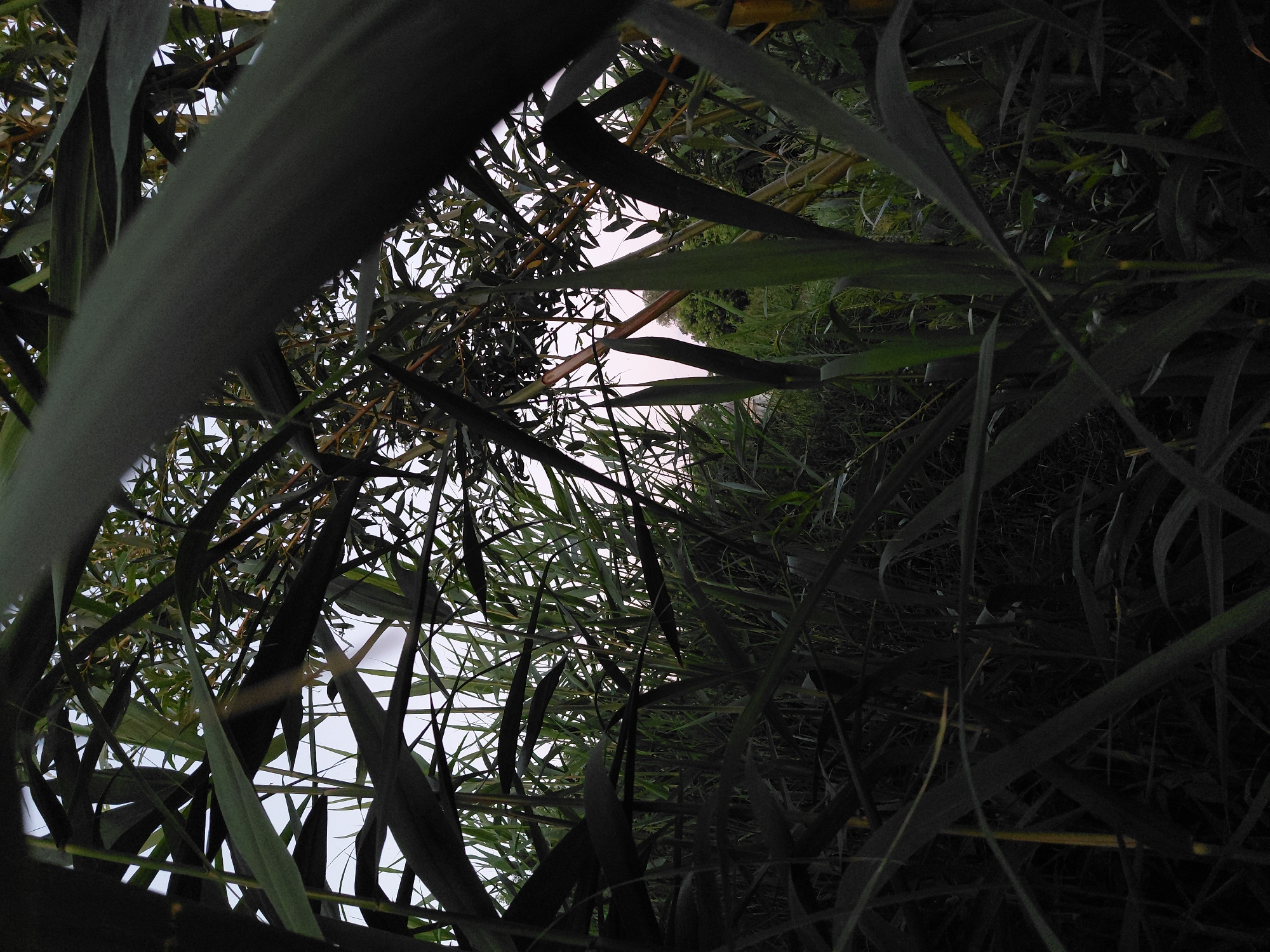 The image, taken in Ustyvytsia, Ukraine, shows a low-angle view looking upwards and outwards through dense, dark green foliage. The foreground is dominated by large, broad leaves and tall stalks of what appears to be reeds or bamboo, obscuring much of the view. The leaves are dark, with some subtle variations in shade, suggesting they are wet or in low light conditions.
Through the gaps in the foreground vegetation, a slightly brighter sky is visible, indicating it is either early morning or late evening. Interspersed with the darker reeds are thinner, lighter green stalks and leaves, creating a layered effect. Further in the background, some lighter colored, thicker stalks, possibly of bamboo, are visible. A few sparse, light-colored elements, possibly buildings or distant trees, can be glimpsed through the foliage. The overall impression is one of being immersed in a dense, natural environment, possibly near water, with a muted sky overhead. There are no people or animals visible in the frame.