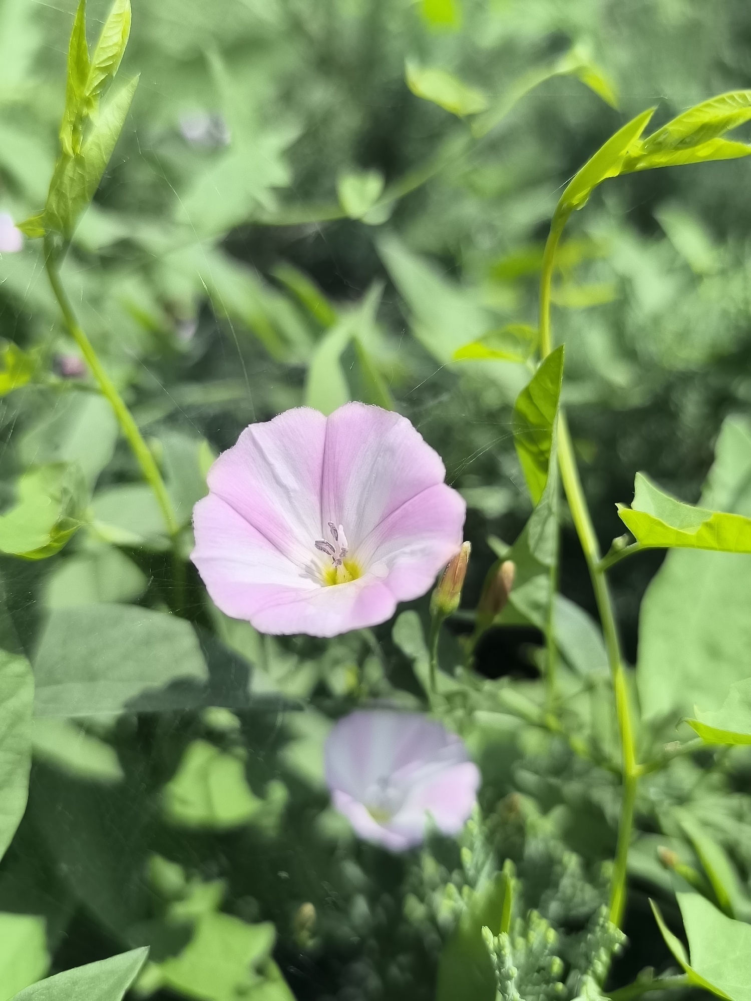The image displays a close-up, vertical shot of a delicate pink and white bindweed flower in bloom, set against a backdrop of lush green foliage. The flower, positioned slightly to the left of the frame's center, exhibits soft, ruffled petals with a lighter pink hue at the edges and a white center where the yellow stamen is visible. A second, less distinct pink flower is blurred in the background, suggesting a field or garden setting.
Surrounding the main flower are vibrant green leaves and stems. Some leaves are unfurling, appearing fresh and new, while others are more mature. A thin, almost translucent spiderweb is visible, delicately draped across parts of the foliage and the foreground flower, catching the light. This suggests a natural, possibly outdoor environment. The lighting indicates it is daytime, with sunlight illuminating the scene and creating a soft, diffused glow, hinting at a bright but not harsh day, possibly early morning or late afternoon. The overall mood is serene and natural, emphasizing the beauty of the bloom and its environment. No text is visible in the image. The location is contextually identified as Dnipro, Ukraine.