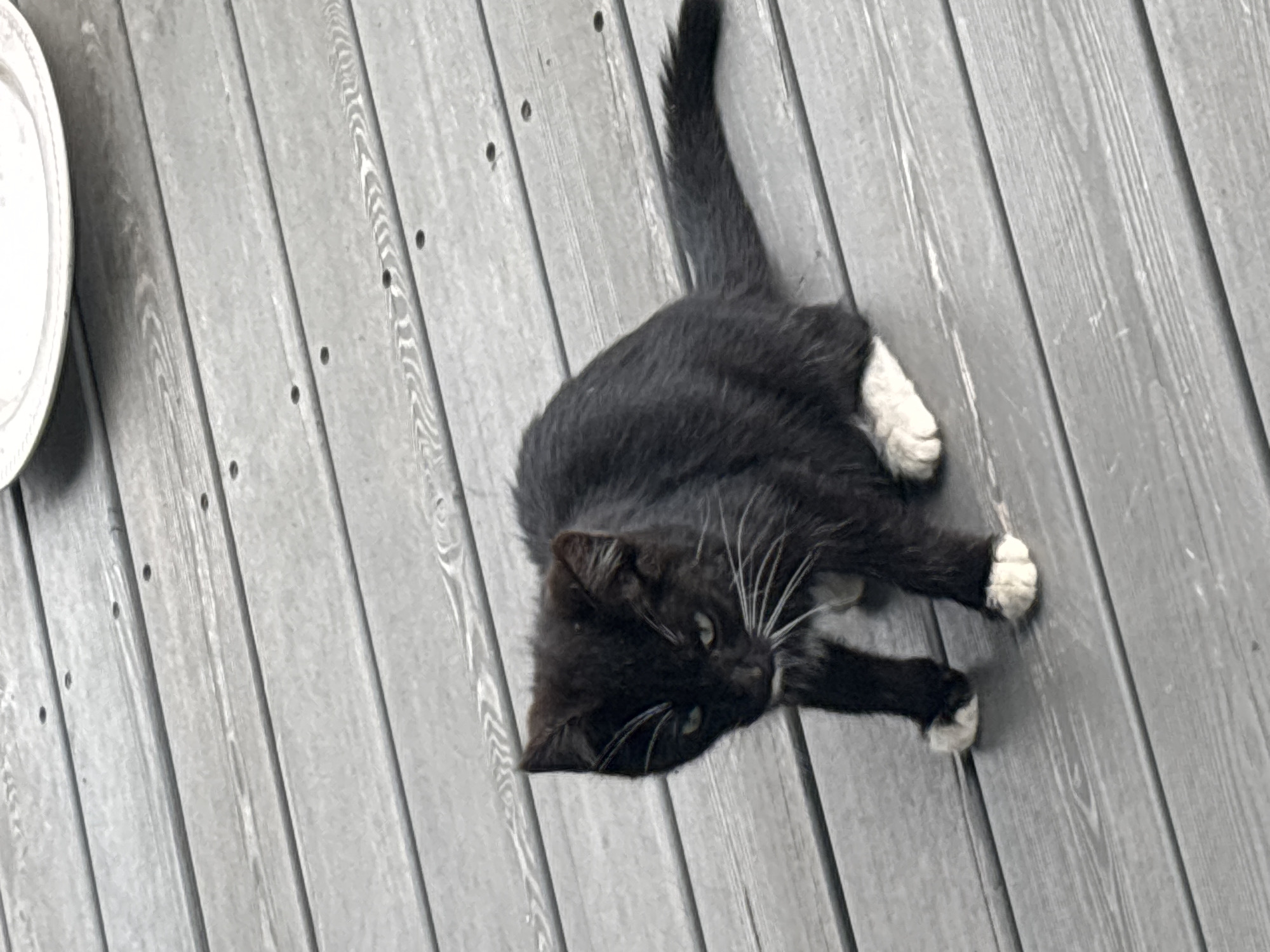 A black and white kitten is sitting on a grey wooden deck. The kitten has white paws and a white chest. Its eyes are green and it is looking down. The deck is made of planks and has some nails visible. In the background, a portion of a white plate is visible. The image is taken from a high angle. The scene is located in Zvenigorod, Russia.