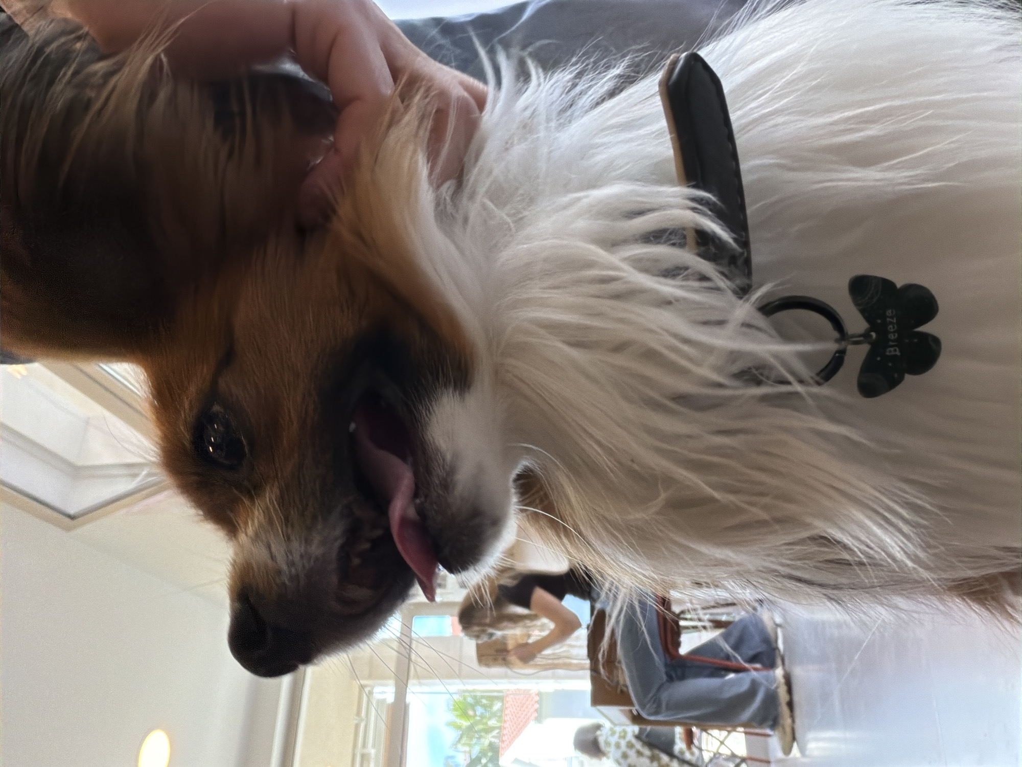 A medium shot of a dog being held upside down indoors. The dog is brown and white with a long coat of fur and a black collar with a tag shaped like a four-leaf clover. The dog's mouth is open with its tongue sticking out. A person's hand is holding the dog. In the background, a person in jeans and a black shirt is visible through a window. The photo appears to be taken in a home or business establishment in Budva, Montenegro. A red tile roof is partially visible through the window.