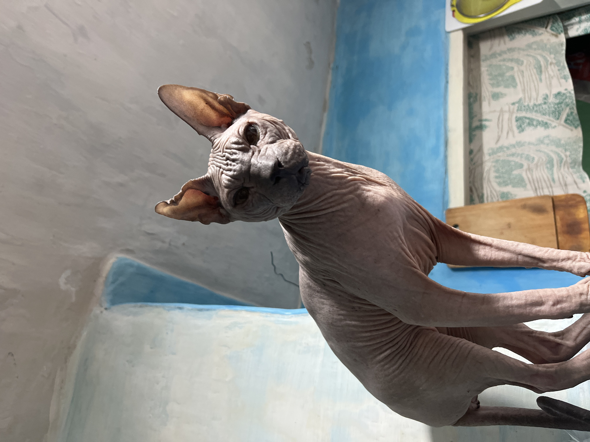 A hairless Sphynx cat, characterized by its pinkish-grey, wrinkled skin and large, upright ears, stands facing forward, looking directly at the viewer. Its dark eyes and prominent facial folds are clearly visible. The cat is positioned on an unseen elevated surface, with its body angled slightly to the left.
The background features rough, textured walls and ceiling. The ceiling and upper walls are a light greyish-white with visible imperfections and possibly some discoloration. Below this, the wall transitions to an uneven application of light blue and white paint, suggesting an older, deeper blue peeking through a lighter wash. A distinct curved architectural element, painted a solid bright blue, is visible behind the cat's right side.
In the lower background, partially obscured by the cat's legs, elements of a domestic interior are visible. These include a section of a white-framed opening, possibly a window or cabinet, above a patterned curtain. The curtain displays a repeating design of green elements on a white background. To the far right, a segment of a bright yellow object is visible, possibly part of a kitchen item. A wooden cutting board is partially discernible below the cat on the lower left.
The scene is lit from the front, highlighting the cat's features and the textures of the room. This interior setting is located in the city of Nizhny Tagil, Russia.