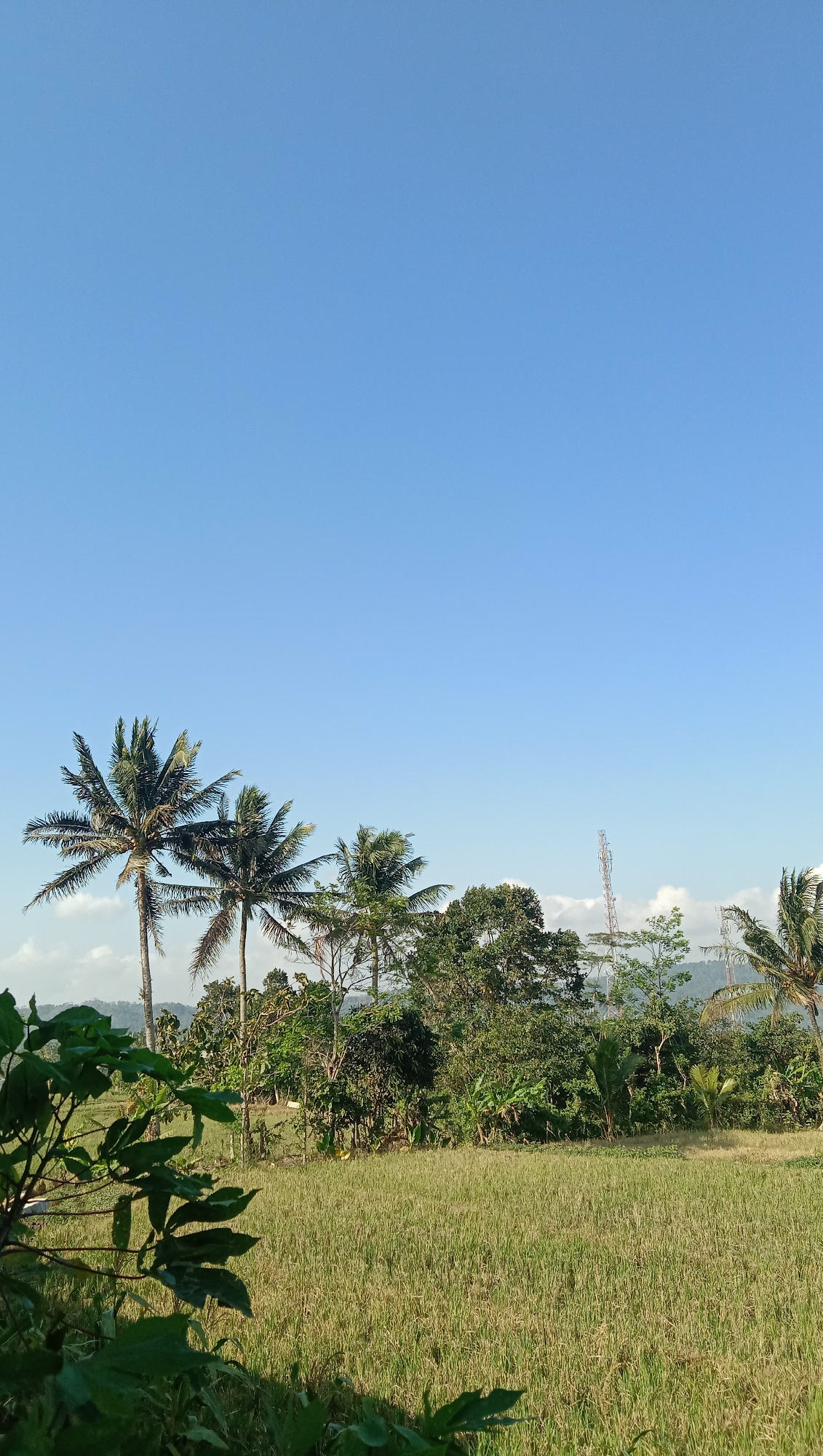 This is a vertical, eye-level shot of a rural landscape with a clear blue sky dominating the upper half of the frame. In the foreground, a patch of green leaves blurs the bottom left corner. The mid-ground features a field of dry grass, likely rice paddies, stretching horizontally across the image. Behind the field, a line of vegetation, including several palm trees and dense foliage, forms a natural backdrop. Two cell towers are visible in the distance, rising above the trees. The overall impression is one of a serene, agricultural setting under a bright, sunny sky.