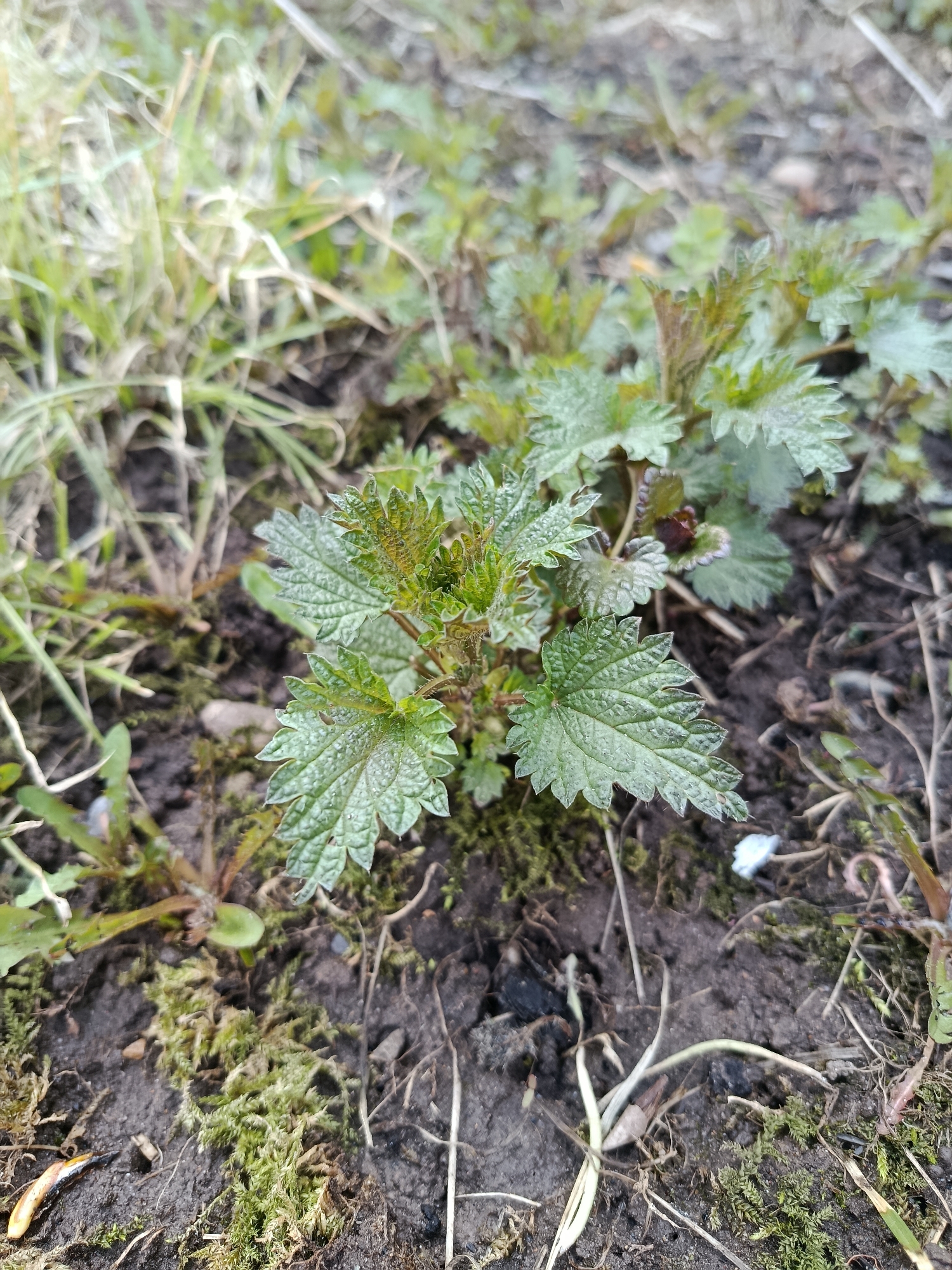 A close-up, top-down shot captures a small, vibrant green plant growing in natural soil. The plant features several clusters of heart-shaped to oval leaves with distinctly serrated edges and a textured surface, possibly indicating fine hairs. Some of the newer, emerging leaves show a subtle reddish-brown tint, particularly at their tips. The leaf veins are clearly visible, adding to the plant's intricate detail.
The plant is rooted in dark, moist soil, which forms the primary ground cover. Interspersed with the soil are patches of bright green moss, adding textural variety to the immediate surroundings. Sparse blades of green and dried grass are also visible, both in the foreground and blurred background, suggesting a natural or semi-natural outdoor setting like a garden, forest edge, or uncultivated ground. Small fragments of organic debris, such as tiny twigs and dried plant matter, are scattered on the soil surface.
The image is a static portrayal of plant life, with no explicit activity or event taking place. The lighting suggests natural daylight conditions, but the specific time of day is not discernible. There are no people, man-made objects beyond the natural elements, or visible text in the frame. The overall impression is one of quiet, natural growth in a damp, earthy environment.