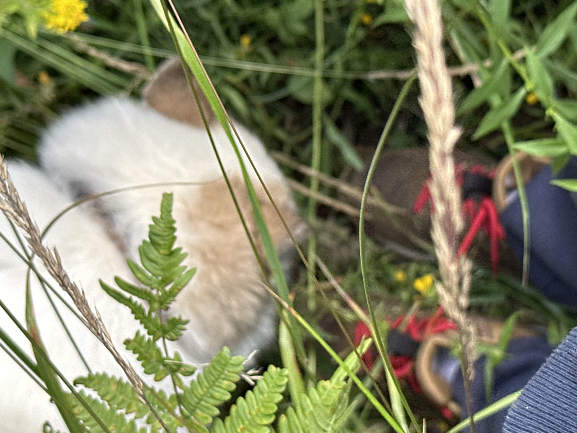 The image shows a close-up view of a fluffy white and tan animal, possibly a cat or dog, partially obscured by tall green grass and ferns. The animal's fur is soft and appears to be light-colored with patches of tan. In the background, blurred elements suggest a natural outdoor environment with some yellow flowers and green foliage. The lower part of the image shows what appears to be a dark blue garment, possibly clothing, with red laces or strings visible. The scene suggests the animal is in a grassy area, possibly a field or garden. There are no identifiable landmarks or specific details that would indicate the location in the city of Karabanovo, Russia.