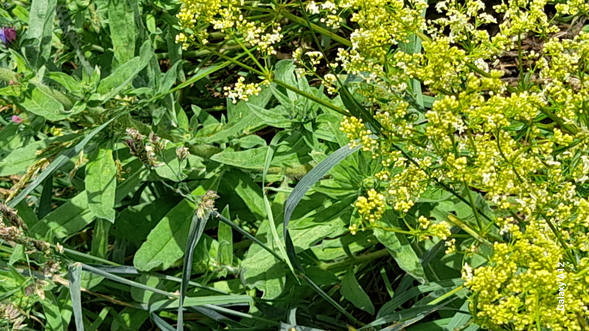 This image is a close-up, outdoor, eye-level shot of green foliage and small yellow flowers. The scene is densely packed with various types of green leaves, some broad and some narrow, interspersed with thin blades of grass. Clusters of tiny, pale yellow flowers are visible in the foreground and midground, some appearing as small buds and others fully bloomed. There are also some dried, darker seed heads or spent flowers scattered throughout the greenery. The lighting suggests it is daytime, with dappled sunlight creating shadows on the leaves. There are no people, animals, or man-made objects visible, other than a subtle text overlay "Galaxy A12" in the lower left corner. The environment appears to be a natural, overgrown area, possibly a field, meadow, or roadside verge. The location is identified as Марковский, Russia.