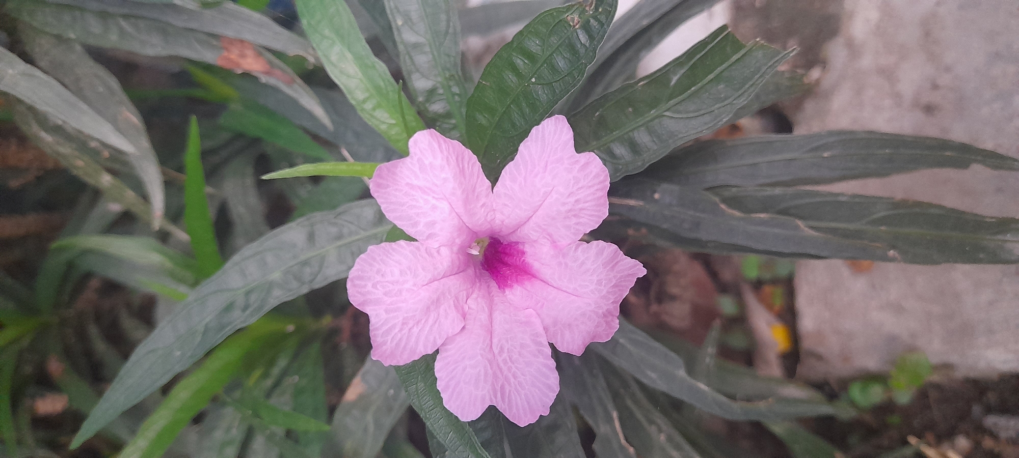 A pink flower with five petals and a deep purple center is surrounded by green leaves in an outdoor setting. The long, pointed leaves are textured with visible veins. The background includes hints of soil, other plants, and a concrete or stone surface. The location is Buketteukuh, Indonesia.