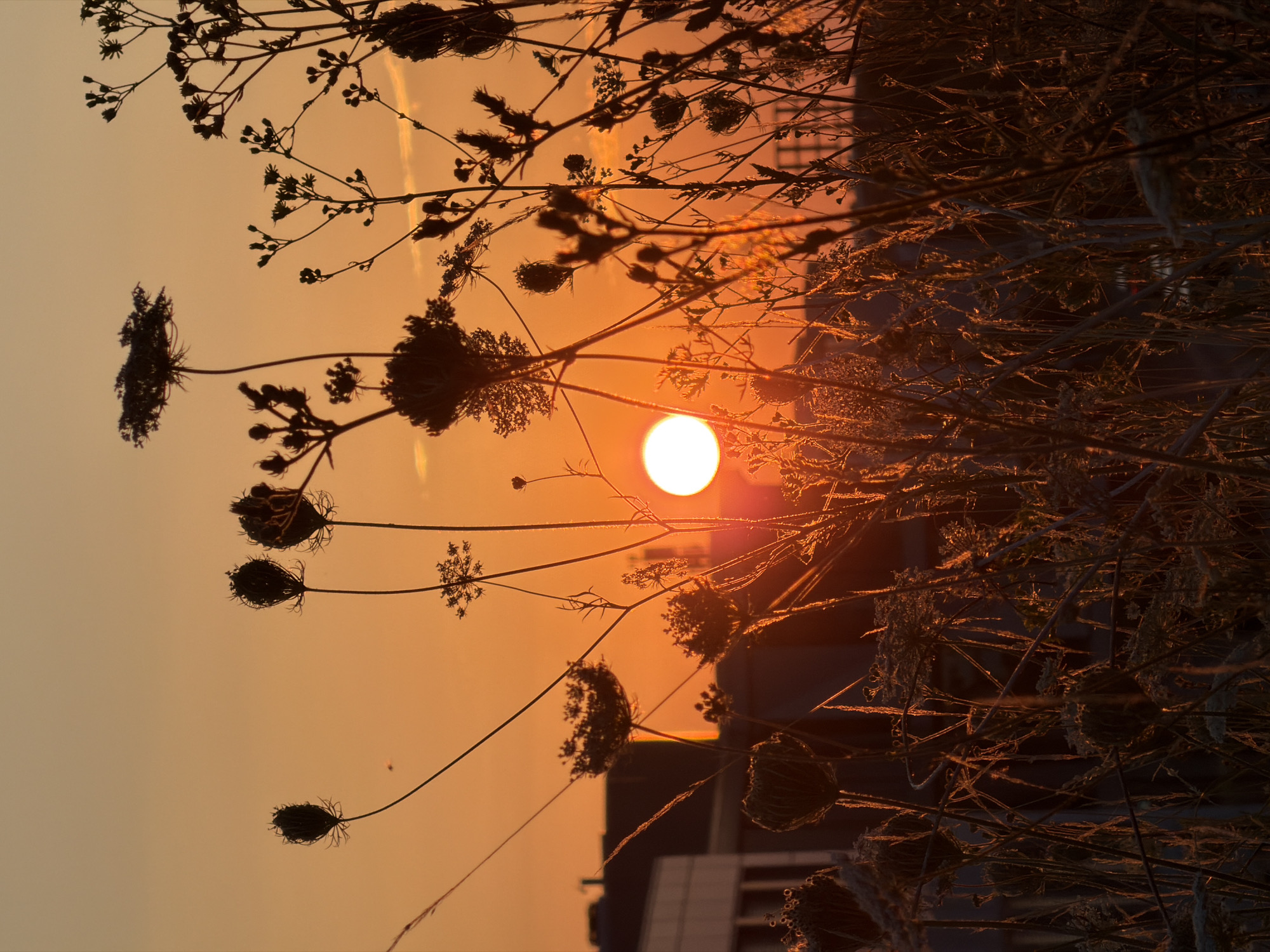 The photograph captures a vibrant sunset over the outskirts of Leudelange, Luxembourg. Silhouetted against the warm orange and yellow hues of the sky are the delicate, feathery seed heads of wild plants, likely Queen Anne's Lace. These botanical structures are in sharp focus in the foreground, creating a sense of depth and texture. In the midground, the soft glow of the setting sun illuminates the edges of the plants, highlighting their intricate forms. Further in the background, a building with a light-colored facade and darker accents is partially visible, suggesting an urban or semi-urban environment. The sky itself is a gradient of warm colors, with subtle wisps of clouds adding texture. The overall impression is one of natural beauty juxtaposed with the presence of human development. There are no people or animals visible in the image.