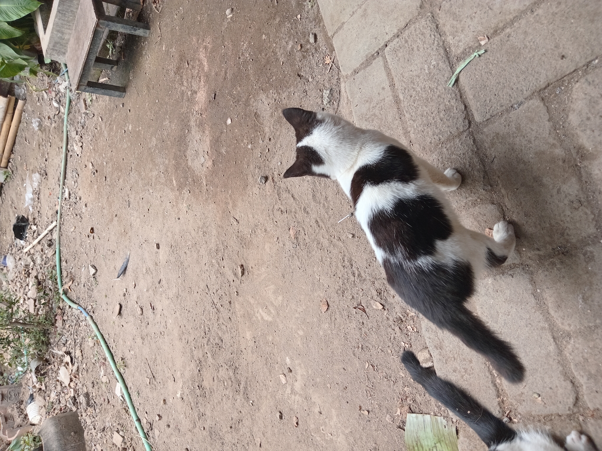 The image shows an outdoor scene in Claket, Indonesia, with two cats present. A black and white cat is standing on a paved surface, facing away from the camera and looking to the right. Its fur has irregular black patches on a white base. Another cat, partially visible, is positioned to the left of the main cat, with its tail extending horizontally across the paved area. The ground surrounding the paved area is composed of dirt and scattered debris, including leaves, rocks, and a green garden hose. In the background, there is a low wooden bench with dark legs and a light-colored top, some bamboo poles, and overgrown vegetation. The overall environment appears to be a somewhat unkempt outdoor space.