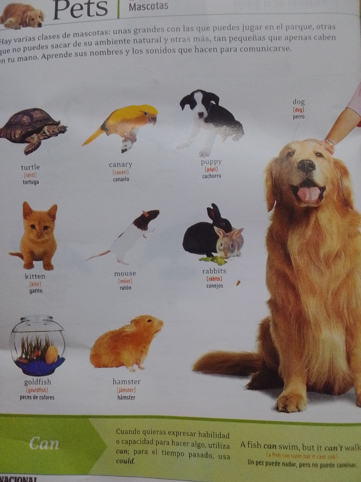 This is a close-up, slightly angled photograph of a page from what appears to be a children's book or educational material about pets. The dominant subject is a large, fluffy, golden retriever dog filling the right side of the frame. Its mouth is open, and its tongue is visible, giving it a happy or panting expression. A person's arm, wearing a pink sleeve and bracelets, is gently petting the dog's head on the upper right.
The rest of the page displays various smaller images of different pets, arranged in a grid. These include:
* A turtle
* A yellow canary
* A black and white puppy
* An orange kitten
* A black and white mouse
* Two rabbits, one black and one brown
* A goldfish in a bowl
* A hamster
Below each animal image is its English name, a phonetic pronunciation guide in brackets, and its Spanish translation.
The top section of the page has larger text in English and Spanish, "Pets Mascotas," and a descriptive paragraph about different kinds of pets. Below the animal images, a green banner runs across the bottom, with text in Spanish on the left ("Can") and a sentence in English and Spanish on the right, explaining the use of "can" and "could."
The lighting suggests an indoor setting, possibly a classroom or a home, with a bright, even light illuminating the page. There are no obvious external environmental cues. The overall tone is educational and friendly, aimed at teaching children about animals and basic English and Spanish vocabulary related to them.