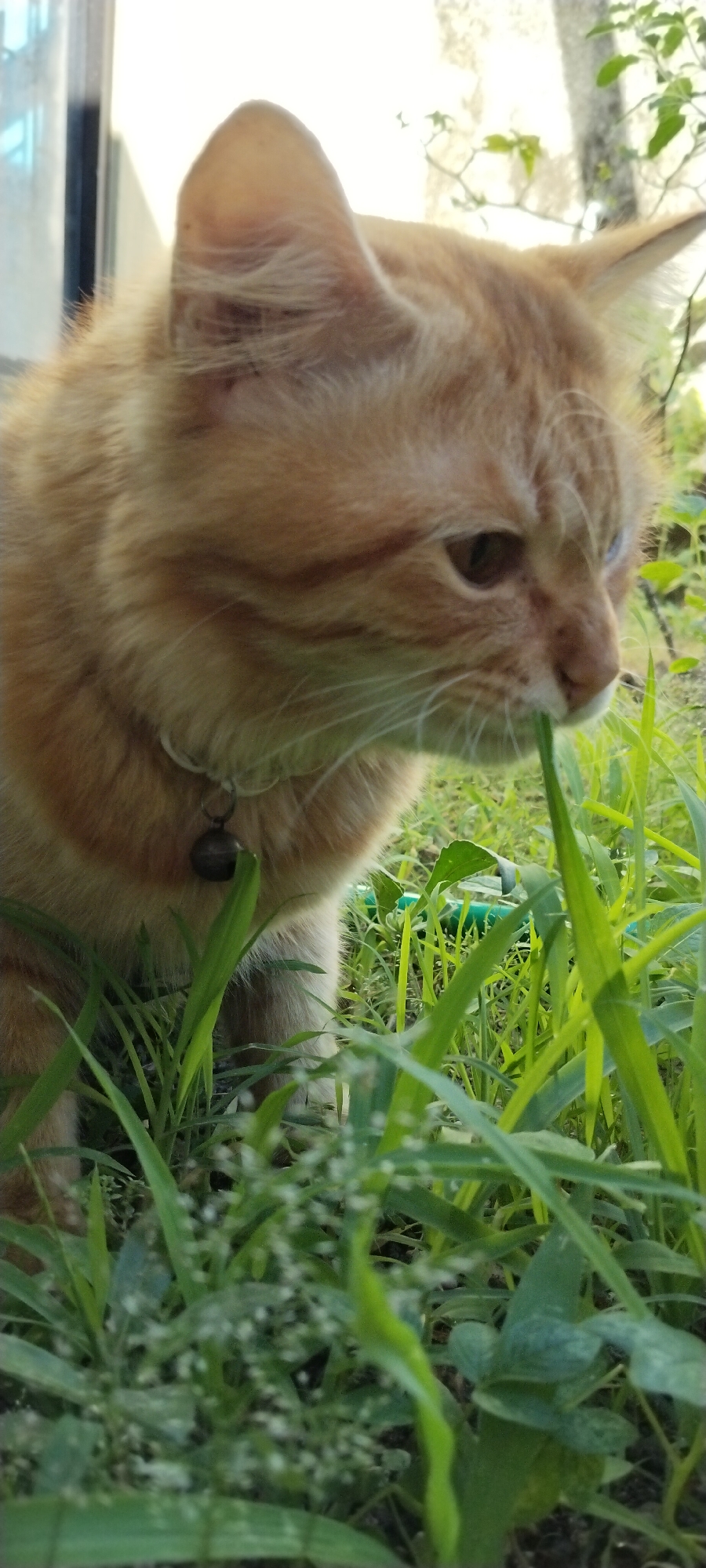 An orange tabby cat is pictured in Duman, Indonesia, in a close-up shot. The cat is positioned in the foreground, partially obscured by lush green grass. It wears a white collar with a small, dark bell. The cat is actively eating grass, with its head lowered towards a blade. The background is softly blurred, showing hints of foliage and a wall. The lighting suggests it is daytime.