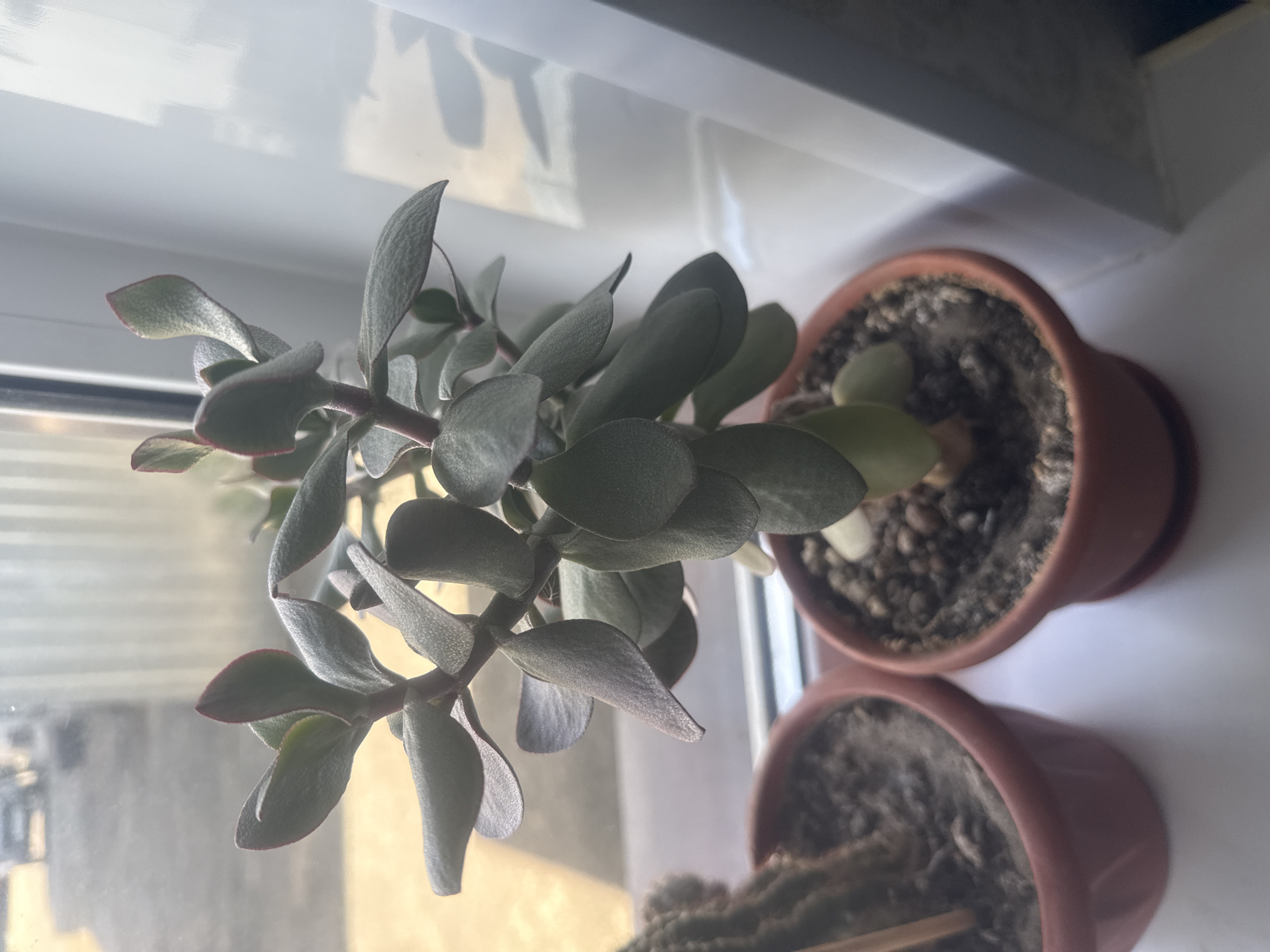 The image shows two terracotta pots containing houseplants placed on a white windowsill. The plant in the foreground is a jade plant with thick, oval-shaped leaves. The plant in the background appears to be a cactus, though only a portion of its soil and pot are visible. The plants are well-lit, suggesting they are receiving sunlight. The background is a white surface, possibly a wall or the exterior of the building, with reflections indicating a window. The scene appears to be indoors, in a room with natural light. No people are visible in the image. The overall impression is one of a domestic setting, likely a home. The time of day is suggested by the bright lighting and reflections, possibly late morning or early afternoon. The weather is not directly indicated, but the bright light suggests clear skies. No text is visible in the image.