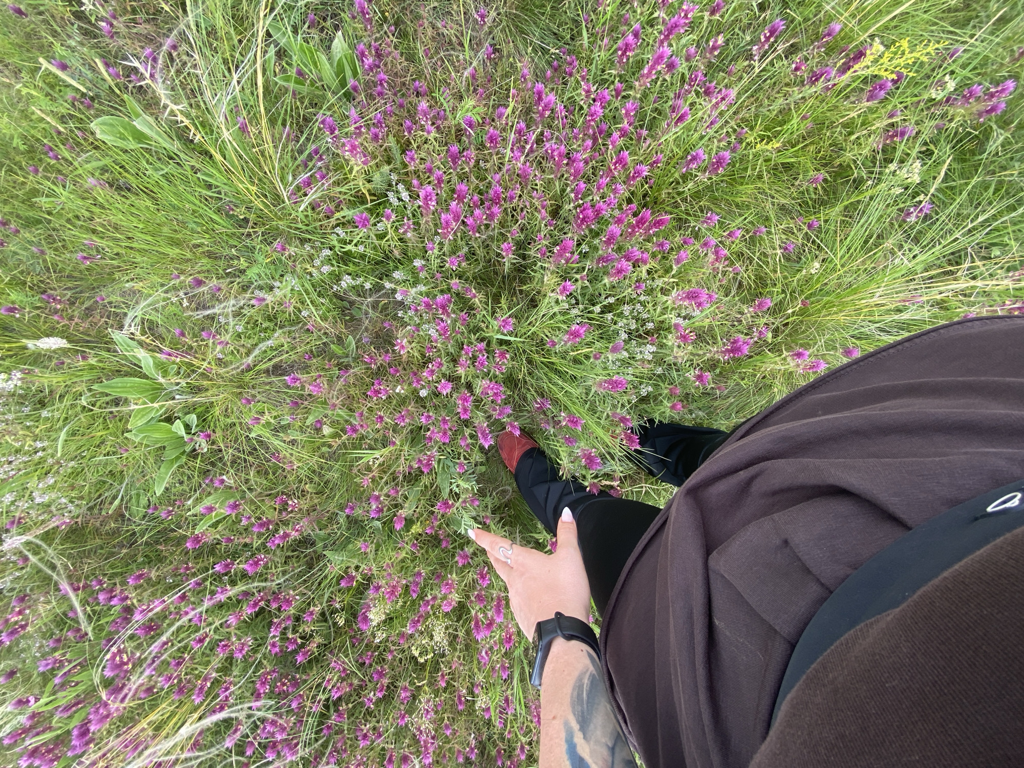 This is a first-person perspective media file showing a person's legs and hand amidst a field of vibrant purple wildflowers and lush green grass. The scene appears to be an outdoor setting, likely a meadow or natural landscape, with the abundance of flowers suggesting springtime or summer. The individual is wearing dark leggings and a burgundy top or skirt. Their left leg is visible, with a red shoe on their foot. Their right hand is in focus, with a silver ring on their index finger and a smartwatch on their wrist. The hand is positioned as if gently touching or interacting with the surrounding flowers. The overall impression is one of serene enjoyment of nature, possibly during a casual walk or exploration. The lighting suggests it is daytime, with soft natural light illuminating the scene. No text is visible in the media file. The location context provided is Abzanovo, Russia.