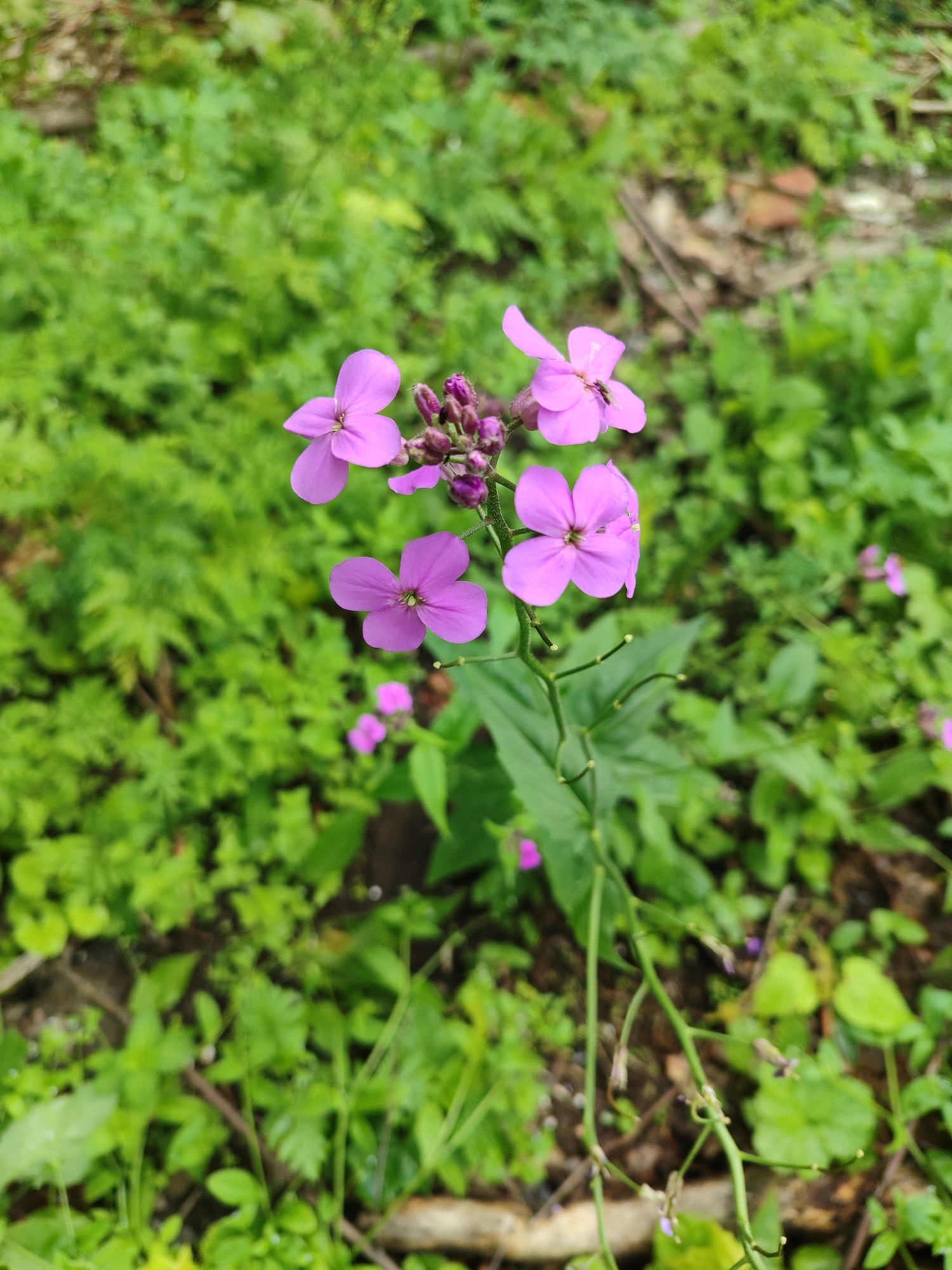 In an outdoor natural setting with green foliage in the background, a flowering plant with multiple pink-purple flowers is in focus in the foreground. The plant has a thin green stem with visible buds and several open flowers, each with four petals. One flower has a small insect on it. The background is blurred and shows a dense coverage of green leaves and some brown organic matter on the ground.