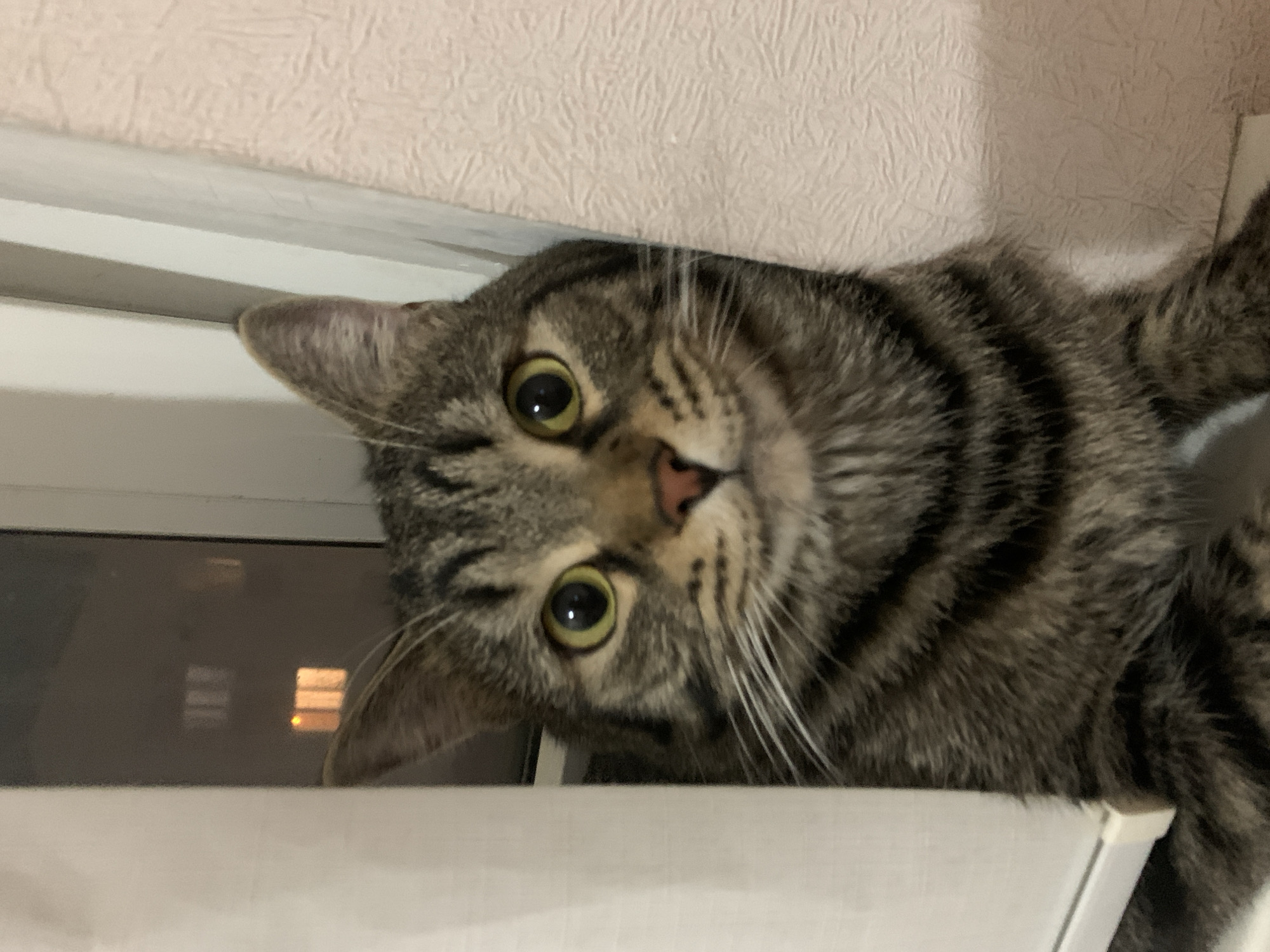 A close-up, medium shot shows a tabby cat lying on a white surface. The cat is positioned at an angle, with its head tilted towards the camera. The background consists of a textured, light pink wall above the white surface. A window is visible below the white surface, with faint reflections of lights or buildings visible through the glass. The location is Unknown, Unknown.