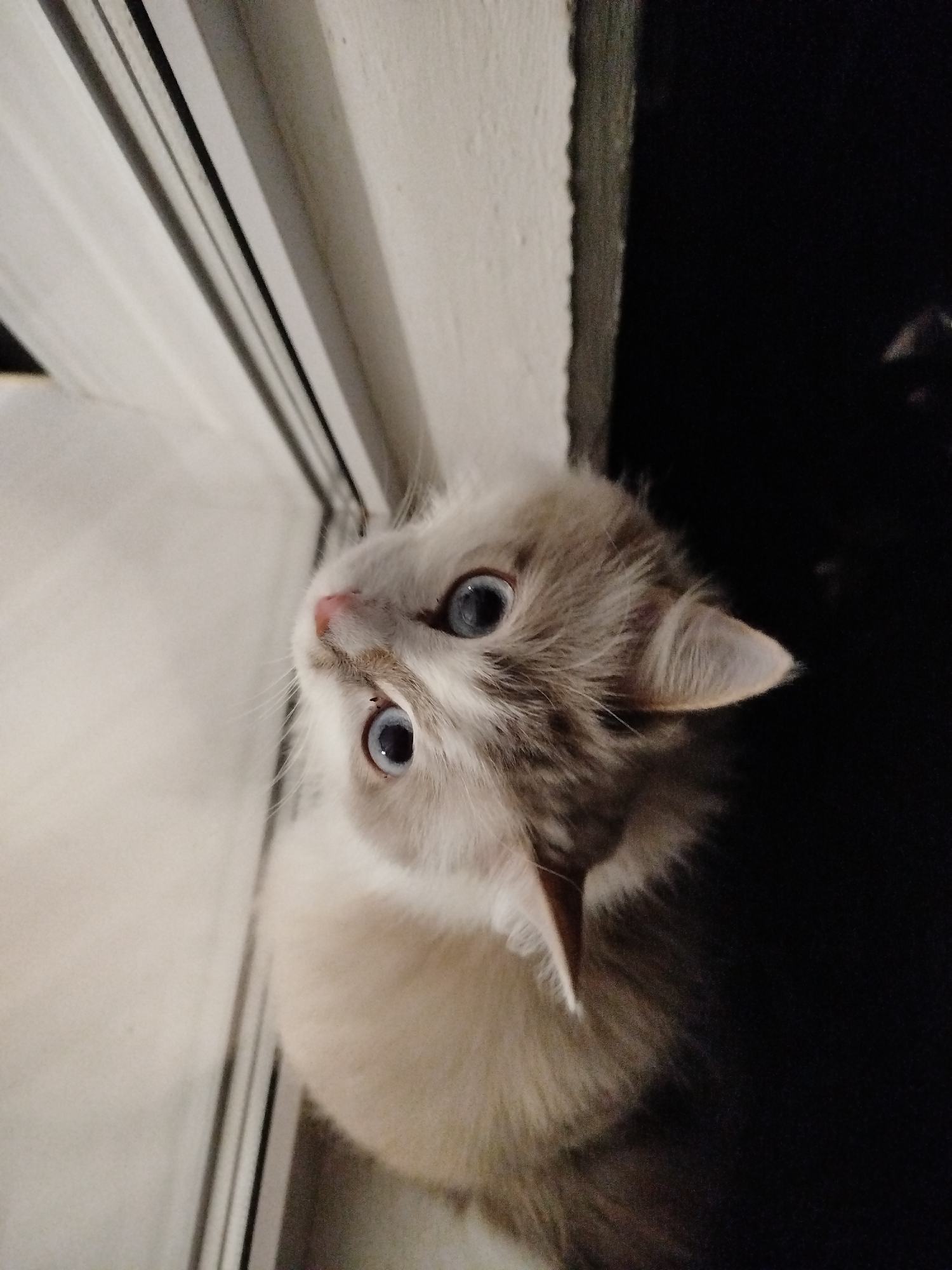 A light-colored cat with blue eyes is looking up at the camera. The cat is fluffy and has gray markings on its face and ears. It appears to be indoors, possibly near a doorway or window. The background is dark, with some lighter areas suggesting the presence of furniture or walls. The image is taken from a slightly elevated angle.