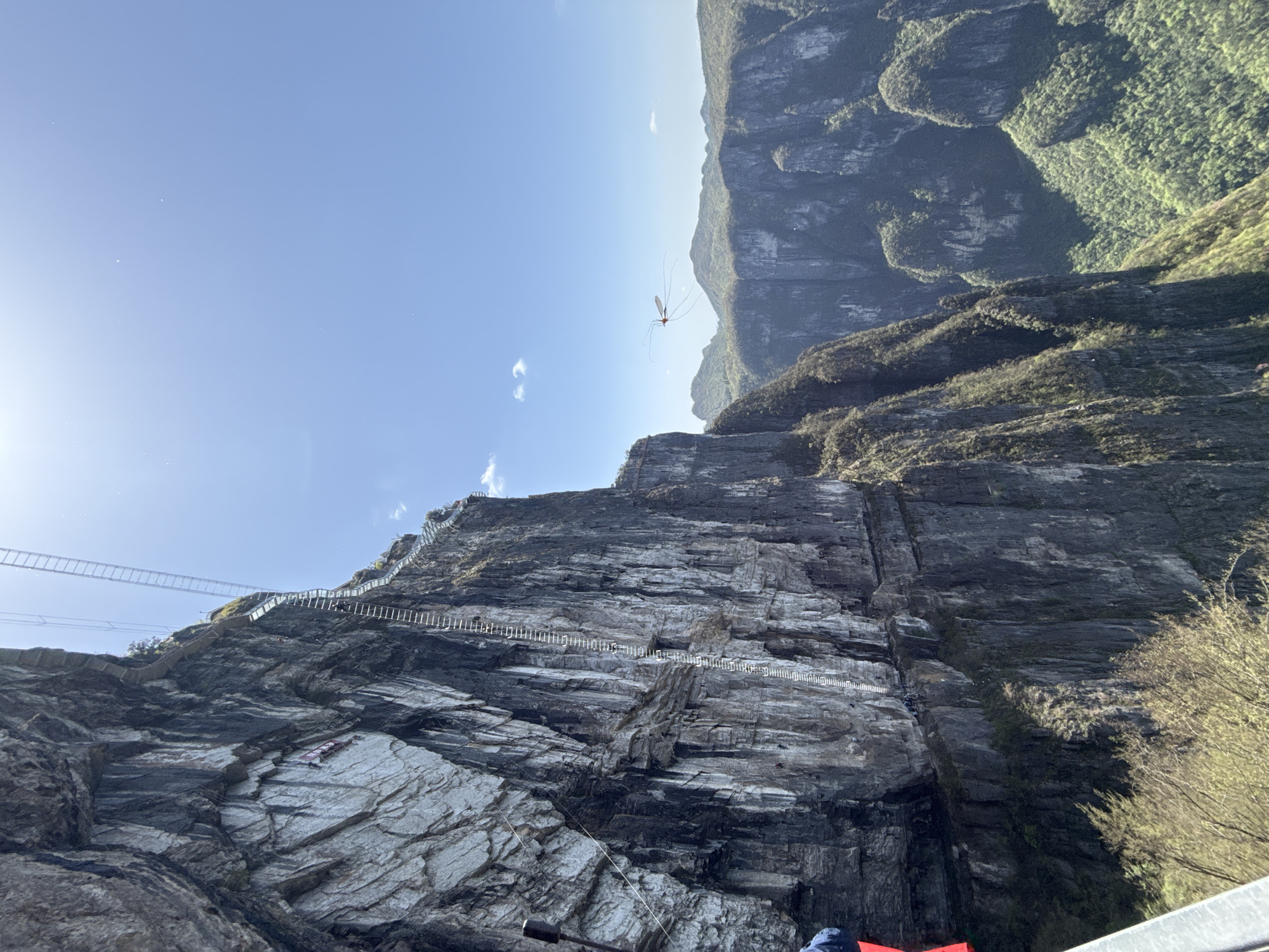 The image captures a steep cliff face in Yongding District, China, under a clear blue sky. The cliff is composed of layered, gray rock, and a stairway and metal suspension bridge are attached to it, ascending the cliff face. In the distance, other mountain cliffs are visible. In the foreground, bottom right, some vegetation is observed. Suspended in the air between the cliff and the distant mountains is a large crane fly.