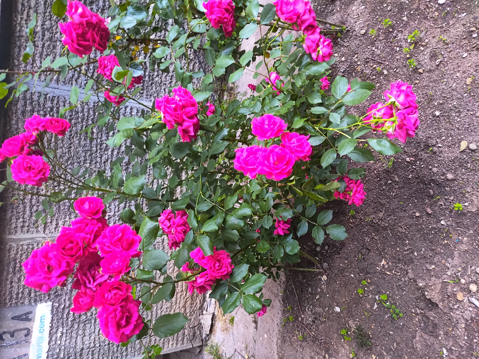 The image displays an outdoor scene featuring a dense rose bush with numerous fuchsia-colored blossoms and dark green foliage. The bush is planted in dark brown soil, which contains small stones and sparse green vegetation. A section of cracked, light-colored concrete or pavement is visible on the ground to the left of the bush. A rough-textured, light grey concrete or stucco wall forms the background. On the upper left portion of this wall, a white rectangular sign is affixed, displaying the black text "3 A" prominently, with "maria.com" partially visible underneath. No human subjects or animals are present. The scene is located in the city of Unknown, Unknown, under daylight conditions.