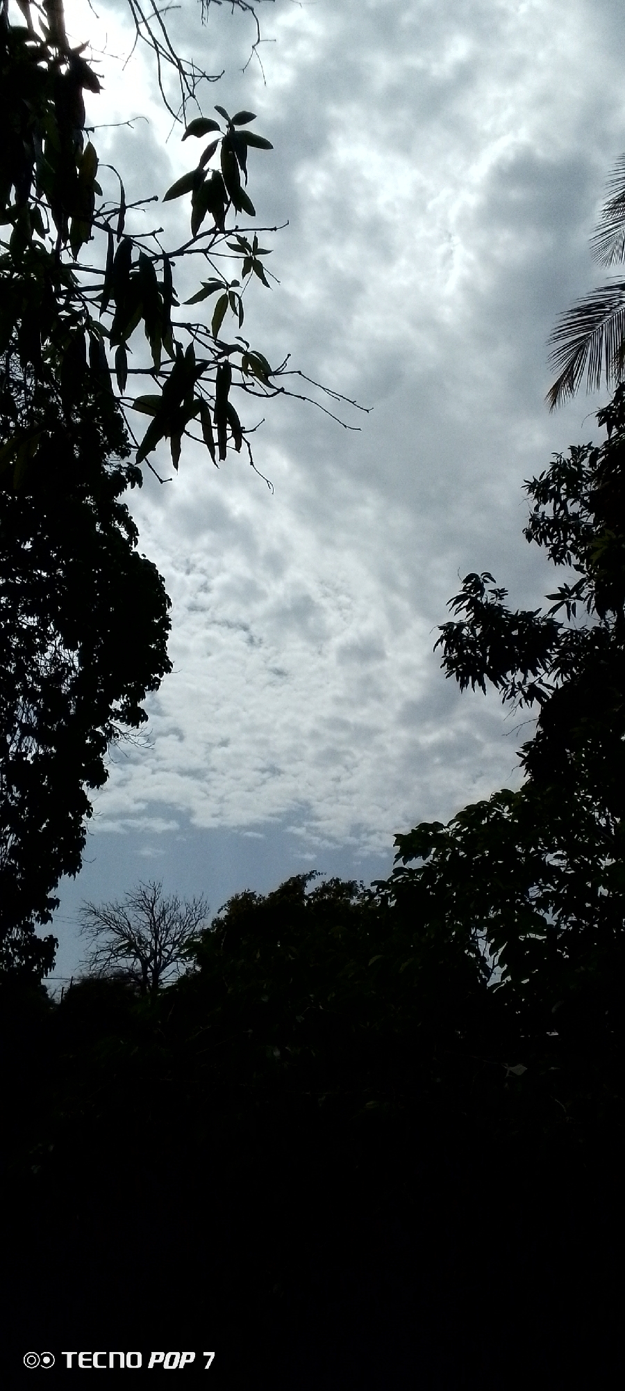 The image depicts a silhouetted view of trees and foliage against a cloudy sky, framed by dark shapes of branches and leaves on the left and right sides. In the lower center, a leafless tree stands out against the horizon. The bottom right corner of the image contains the text "TECNO POP 7". The scene appears to be outdoors, with the natural elements of trees and sky dominating the frame. The lighting suggests an overcast or possibly late afternoon setting. The absence of people or human activity points to a natural landscape. The image does not contain specific indicators of its location within Altagracia, Venezuela, beyond the potential for such natural scenery to be present in the area.