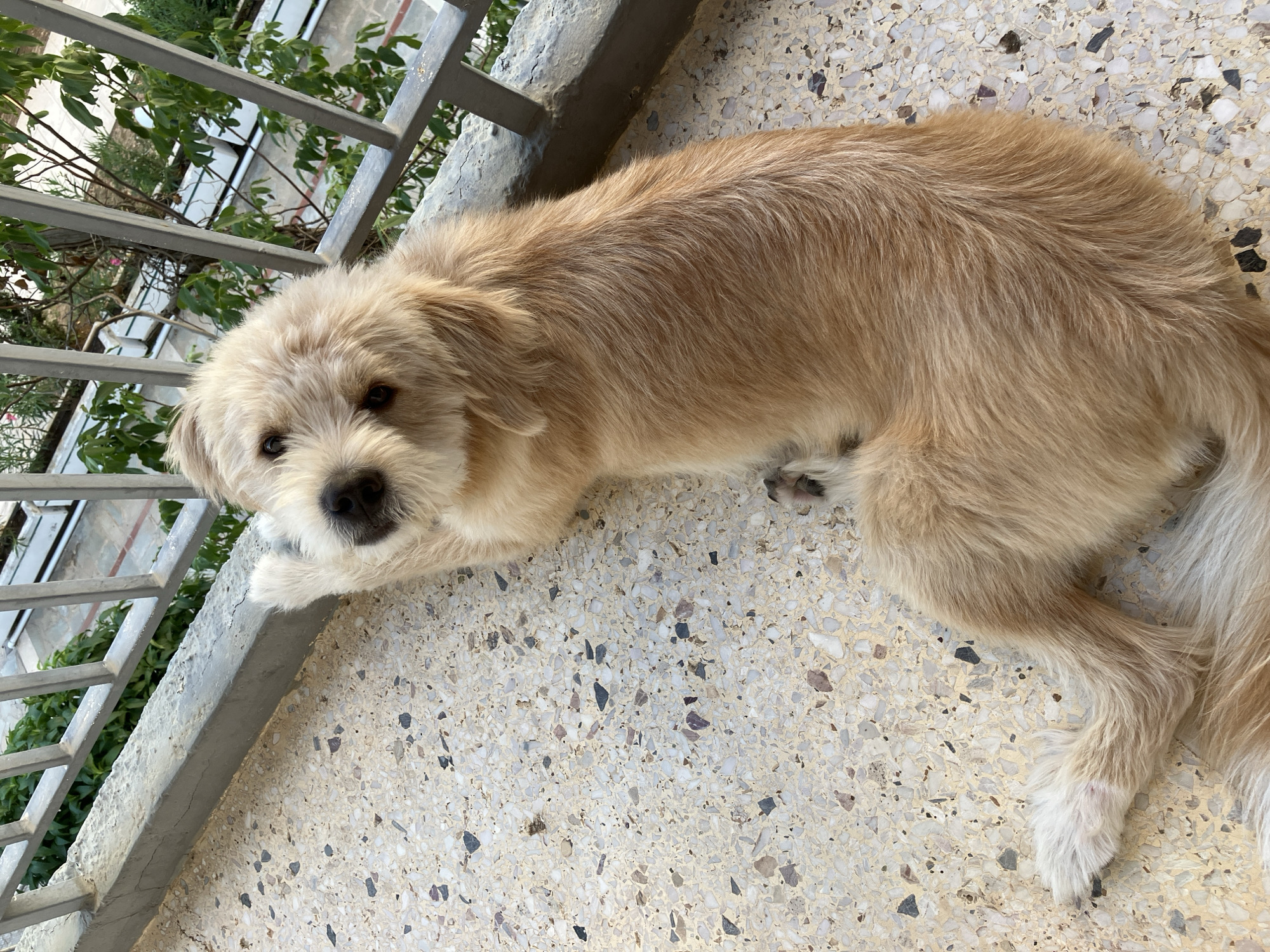 A light brown dog with shaggy fur is lying on a patterned terrazzo floor on a balcony. The dog is facing the camera, with its head tilted and its paws resting on a grey metal railing. Behind the railing, green foliage and part of a building are visible. The scene is set in Paleo Faliro, Greece.