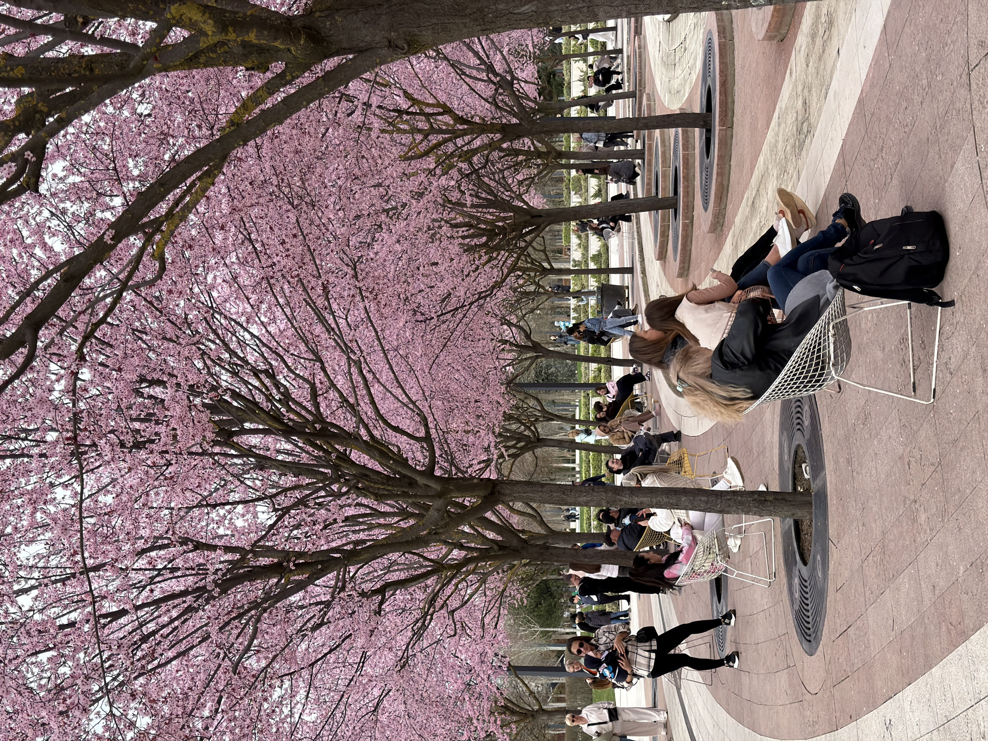 The image shows a scene in a public space with cherry blossom trees in full bloom. People are seated in metal chairs arranged around the bases of the trees, enjoying the scenery. The ground is paved with patterned brickwork. The scene is in Krasnodar, Russia.