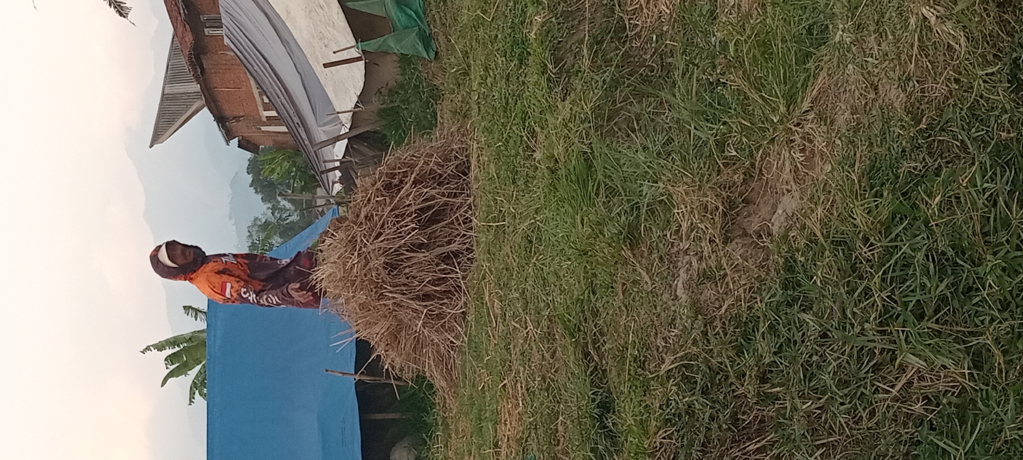 A man wearing a hooded jacket with orange, brown, and white accents stands next to a pile of straw in a grassy outdoor area. The man has a beard and is looking towards the camera. Behind him, there are some structures covered with tarps, one blue and one white. In the background, mountains are visible under a hazy sky. The scene appears to be in a rural or semi-rural setting, possibly in Tasikmalaya, Indonesia, given the presence of banana trees and the architectural style of the visible building. The ground is covered in grass and straw.