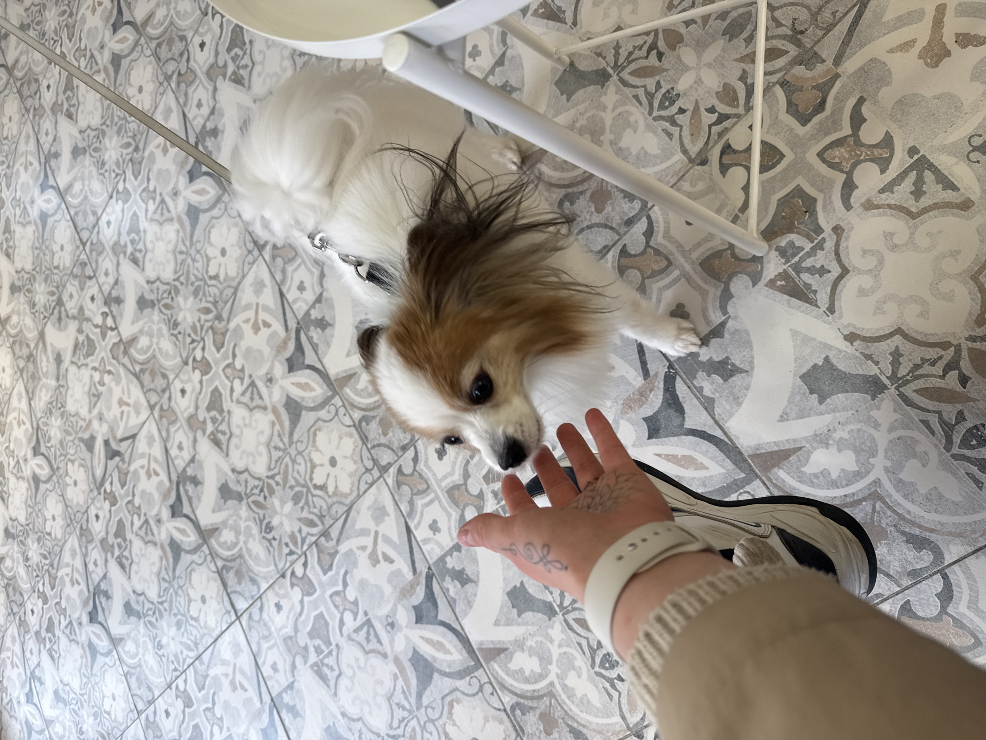 A white and tan Papillon dog is lying on a patterned tile floor beneath a white chair. A hand with a white smartwatch is reaching out towards the dog. A sneaker-clad foot is positioned behind the hand. The scene is indoors. There is no explicit evidence indicating the location is Ovoshchnoy, Russia.