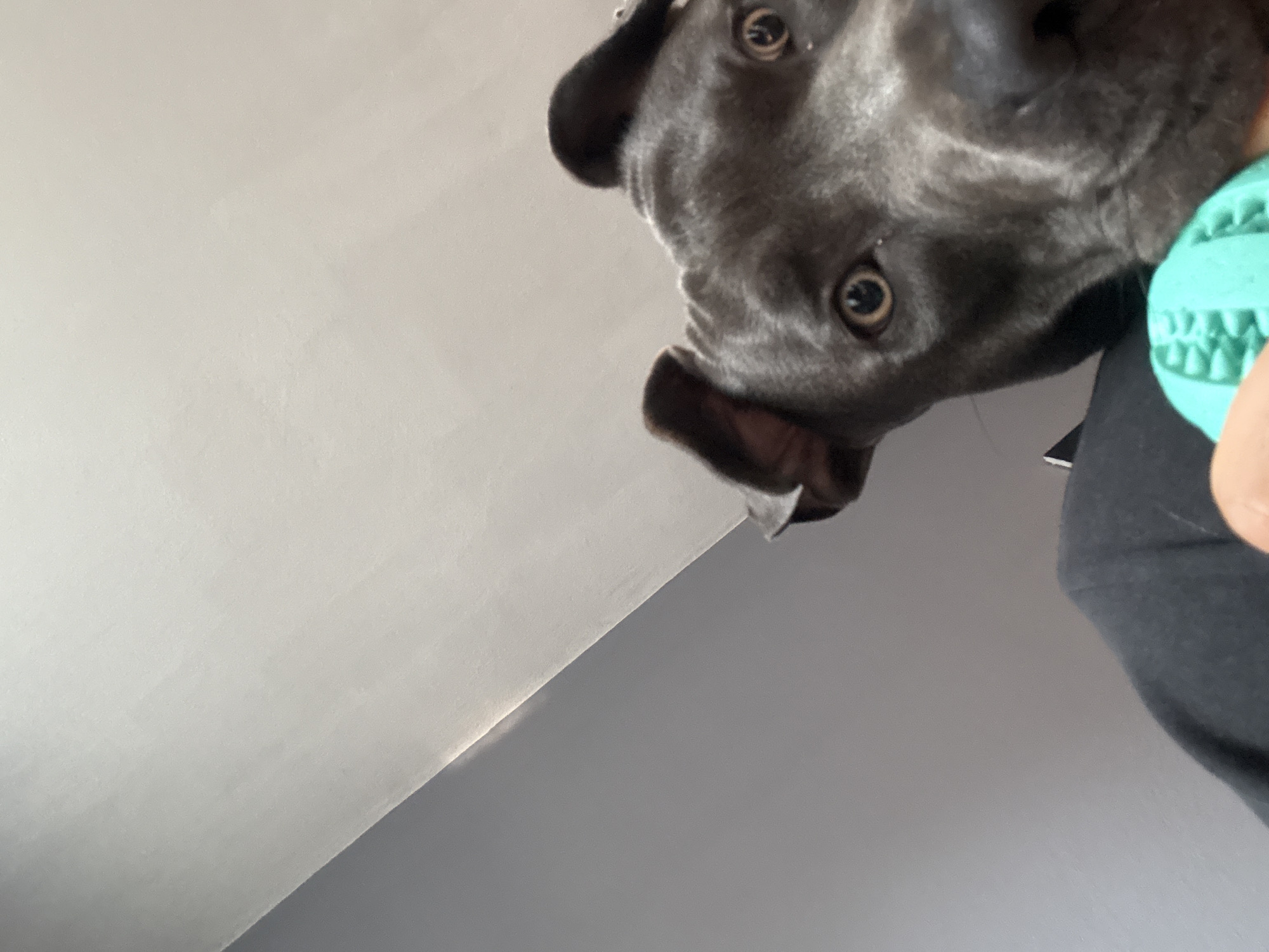 A close-up, low-angle shot captures the head of a dark gray pit bull dog looking directly at the camera. The dog's ears are perked up, and its eyes are wide and focused. A bright teal-colored textured ball is held in front of the dog by an unseen person. The background consists of two angled surfaces, one a lighter gray and the other a pale off-white, suggesting an indoor environment with a sloped ceiling or wall. The image does not contain any information that would allow for a specific location in Varna, Bulgaria to be identified.