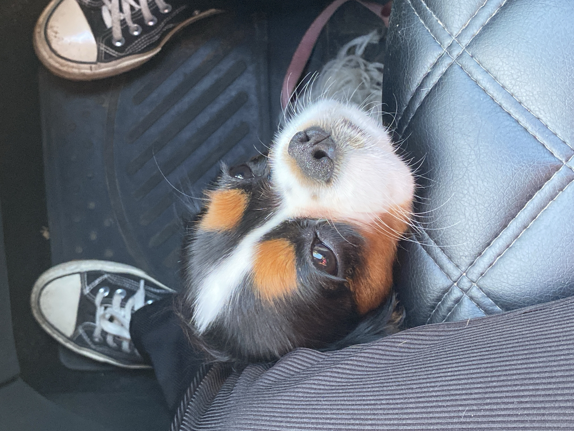 A high-angle, close-up shot captures a tri-colored Cavalier King Charles Spaniel puppy resting in a vehicle. The puppy's head is tilted upwards, facing the camera, with its nose slightly to the right. Its fur displays patches of black, white, and tan. The puppy is positioned on a black leather car seat with a diamond-stitched pattern, partially obscured by dark, vertically ribbed fabric on the left. Visible in the background are the black canvas sneakers of two individuals, one on the left and one on the right, suggesting the puppy is traveling with at least two people. The floor of the vehicle, a dark textured mat, is visible between the two pairs of feet. The scene is indoors, within a car, and there is no information to indicate the location is Votkinsk, Russia.
