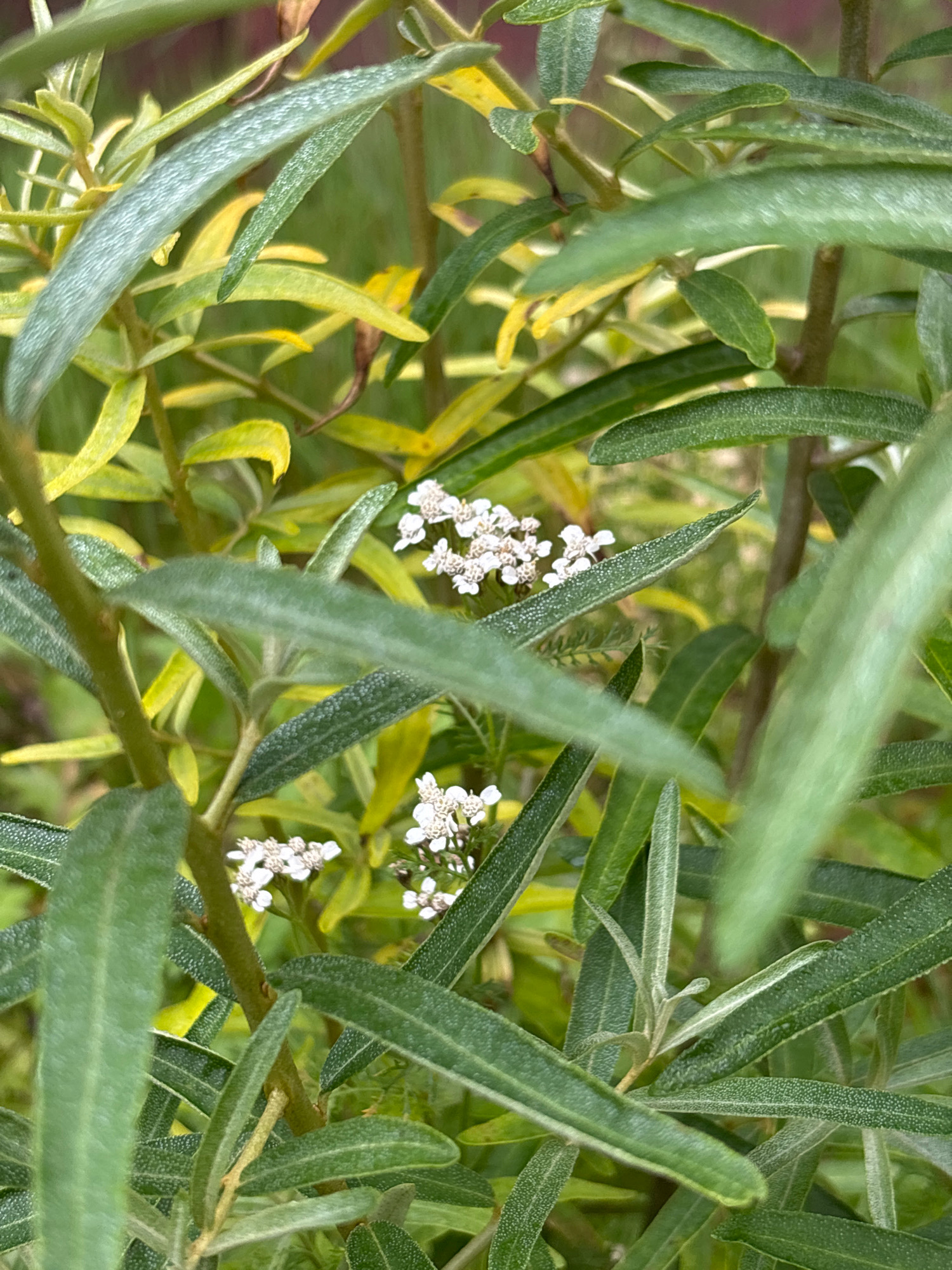 A close-up, eye-level shot captures the delicate white flowers of a plant, likely yarrow, nestled amongst a dense arrangement of long, slender, green and yellow leaves. The leaves are slightly fuzzy and have a textured appearance. The background is blurred, suggesting a natural outdoor environment, possibly a garden or roadside in the village of Semibratovo, Yaroslavl Oblast, Russia. The lighting is soft, indicating it might be a cloudy day or early morning/late afternoon. No people are visible in the image, and the focus is entirely on the flora.