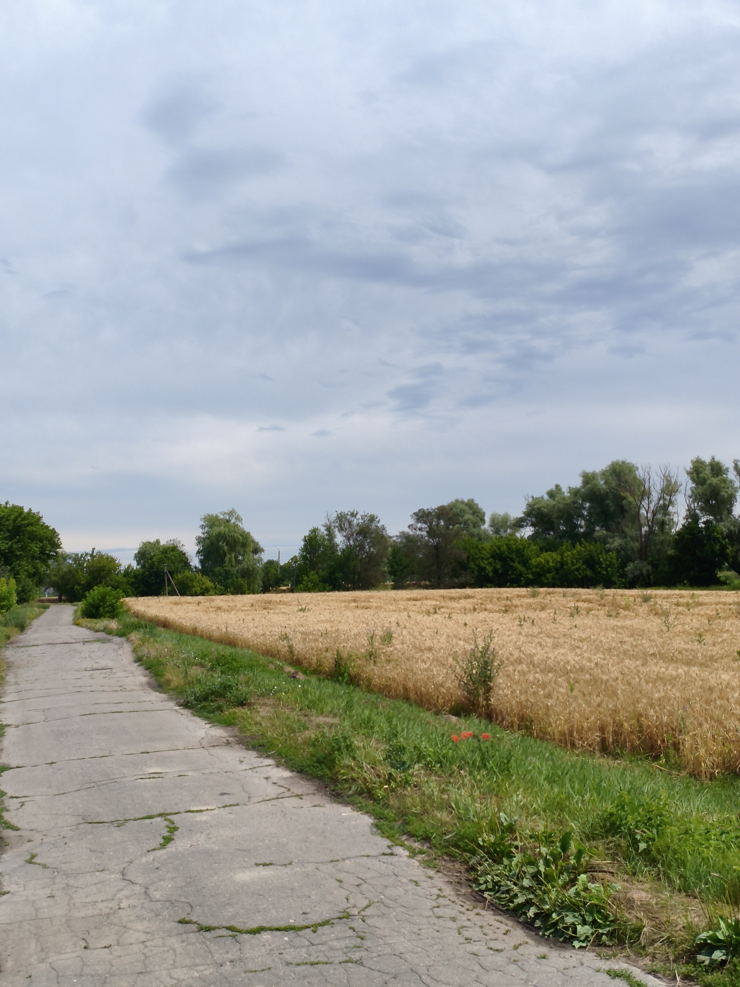 An outdoor, eye-level, vertical shot shows a paved, cracked pathway on the left side of the frame, curving gently upwards and to the left. Adjacent to the pathway, on the right, is a field of golden wheat stretching towards the horizon. The field is bordered by a strip of green grass and vegetation, with a few red poppies visible amongst the green. Beyond the wheat field, a dense line of various trees forms a natural barrier, with a few poles visible among them. The sky above is overcast with a pale grey and blue hue, with scattered clouds. The scene is situated in the city of Ustyvytsia, Ukraine.