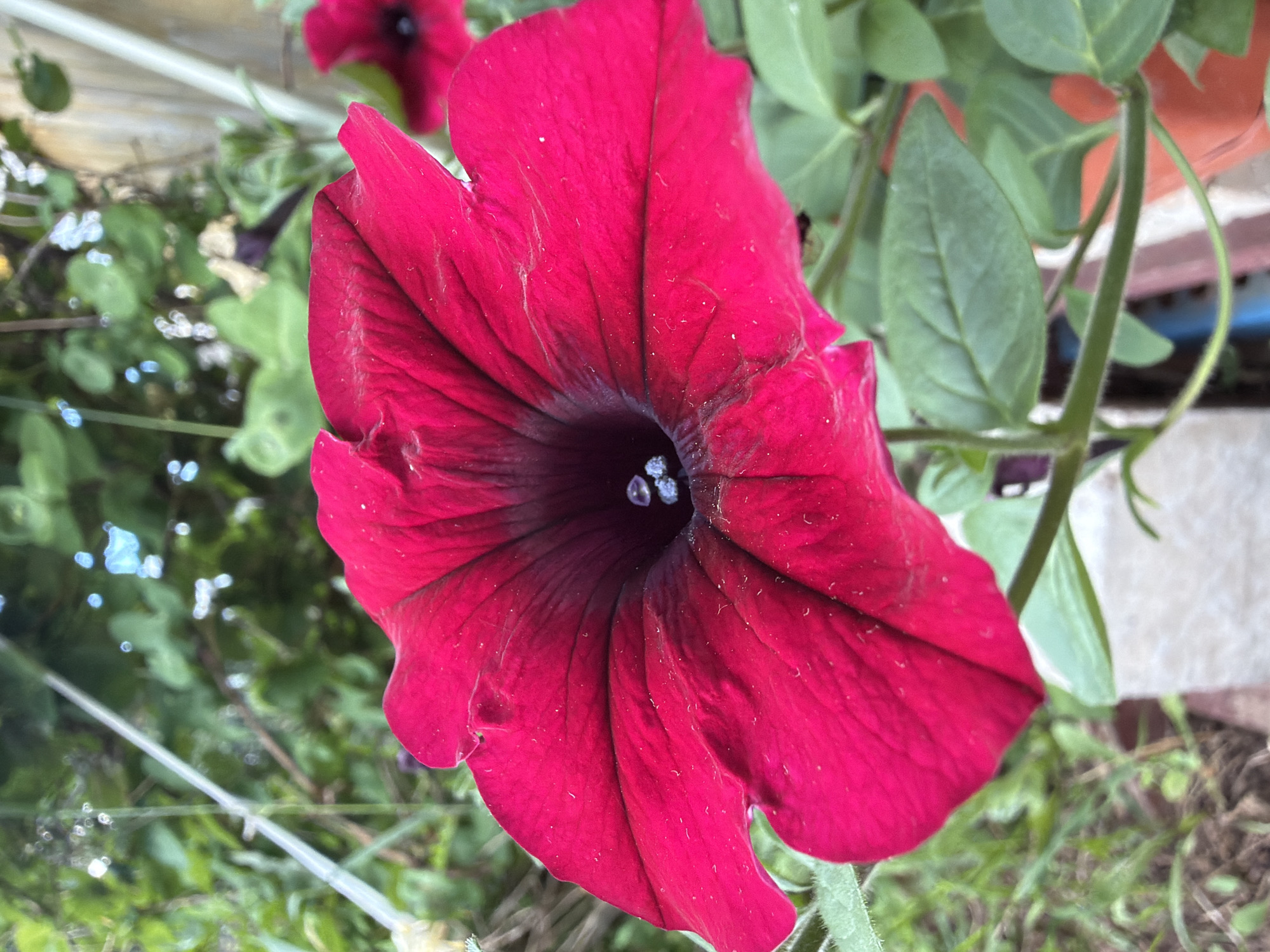 The image shows a close-up, slightly angled view of a vibrant crimson petunia flower in bloom. The flower's trumpet-shaped petals, with delicate dark veins, are wide open, revealing a deep, dark center. Tiny, light-colored stamens are visible within the throat of the flower. The petals have a soft, velvety texture, and some faint dust or pollen is visible on their surface.
Behind the prominent flower, out-of-focus green leaves and stems of the petunia plant are visible, along with hints of other vegetation and what appears to be a light-colored wooden fence or structure to the left. To the right, a blurred orange object, possibly a flower pot, and a section of a white, textured surface suggest an outdoor setting, likely a garden or patio. The lighting suggests it is daytime, with soft light illuminating the flower. There is no visible text in the image. The overall impression is one of natural beauty and the vibrancy of a blooming flower.