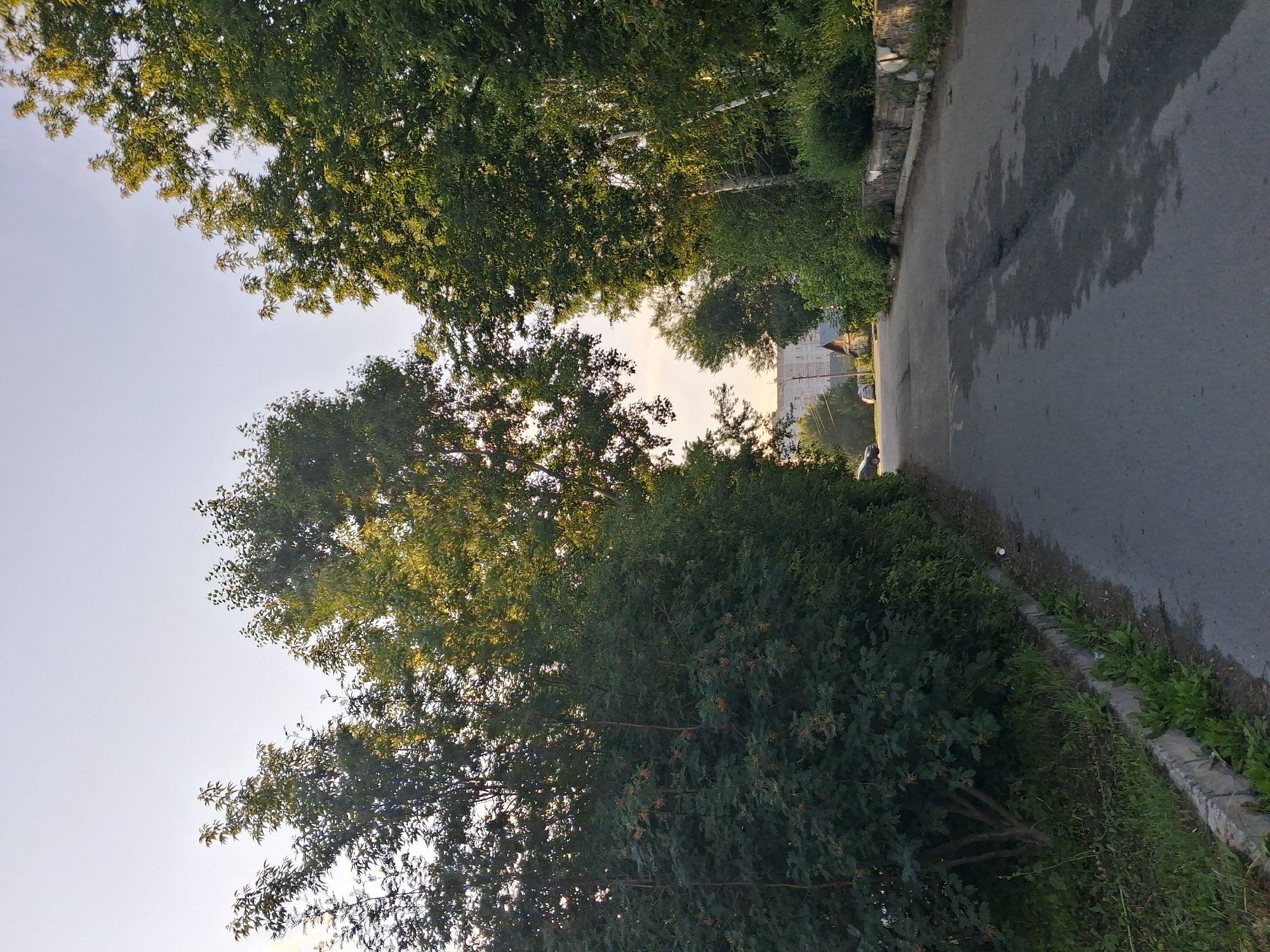 A paved road curves slightly upwards and to the right, flanked by dense green trees and bushes on both sides. The trees on the left are lower and bushier, while the trees on the right are taller with more distinct trunks, some appearing to be birch trees with white bark. The road has patches of water or dark staining on its surface. A concrete curb runs along the left side of the road, with grass and weeds growing alongside it. In the distance, several buildings are visible, including what appears to be a multi-story apartment building and smaller houses. A few cars are parked or driving on the road in the distance. The sky is clear and a pale blue, with the sun low in the sky, casting a warm light on the scene. The overall impression is of a residential street in a green, possibly suburban, area. The location is identified as Novosibirsk, Russia, specifically the street is Vostochnaya.