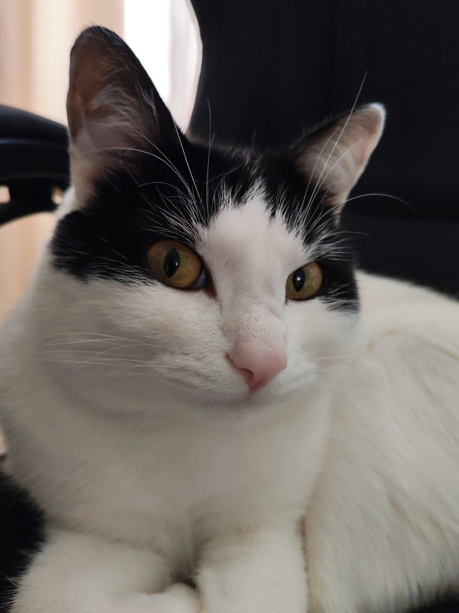 A close-up studio shot depicts a white cat with black markings on its head and ears. The cat has golden eyes and a pink nose. It is lying down, possibly on a black office chair. The background is blurred and dark. The image was shot indoors. There is no information on the location in the city of Chaikovsky, Russia.