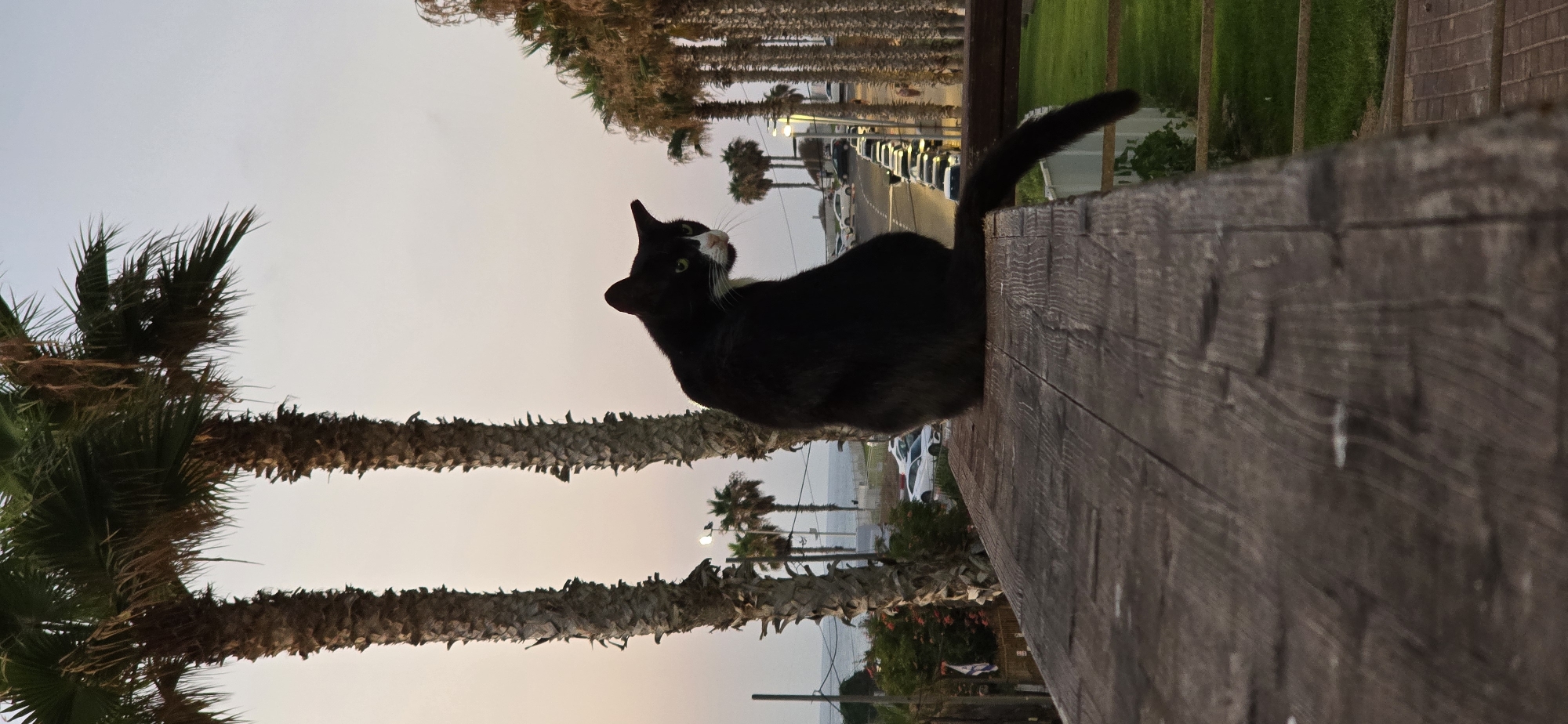 A black and white cat with green eyes sits on a wooden railing overlooking a street lined with palm trees and cars. The scene appears to be in Bat Yam, Israel, as evidenced by the Israeli flag visible in the background. The sky is a soft gradient of pink and grey, suggesting either dawn or dusk. The cat is looking over its shoulder, its tail extending to the right. The wooden railing is weathered and textured, with visible grain and some light debris. In the background, a body of water, likely the Mediterranean Sea, is visible. The overall atmosphere is calm and serene.