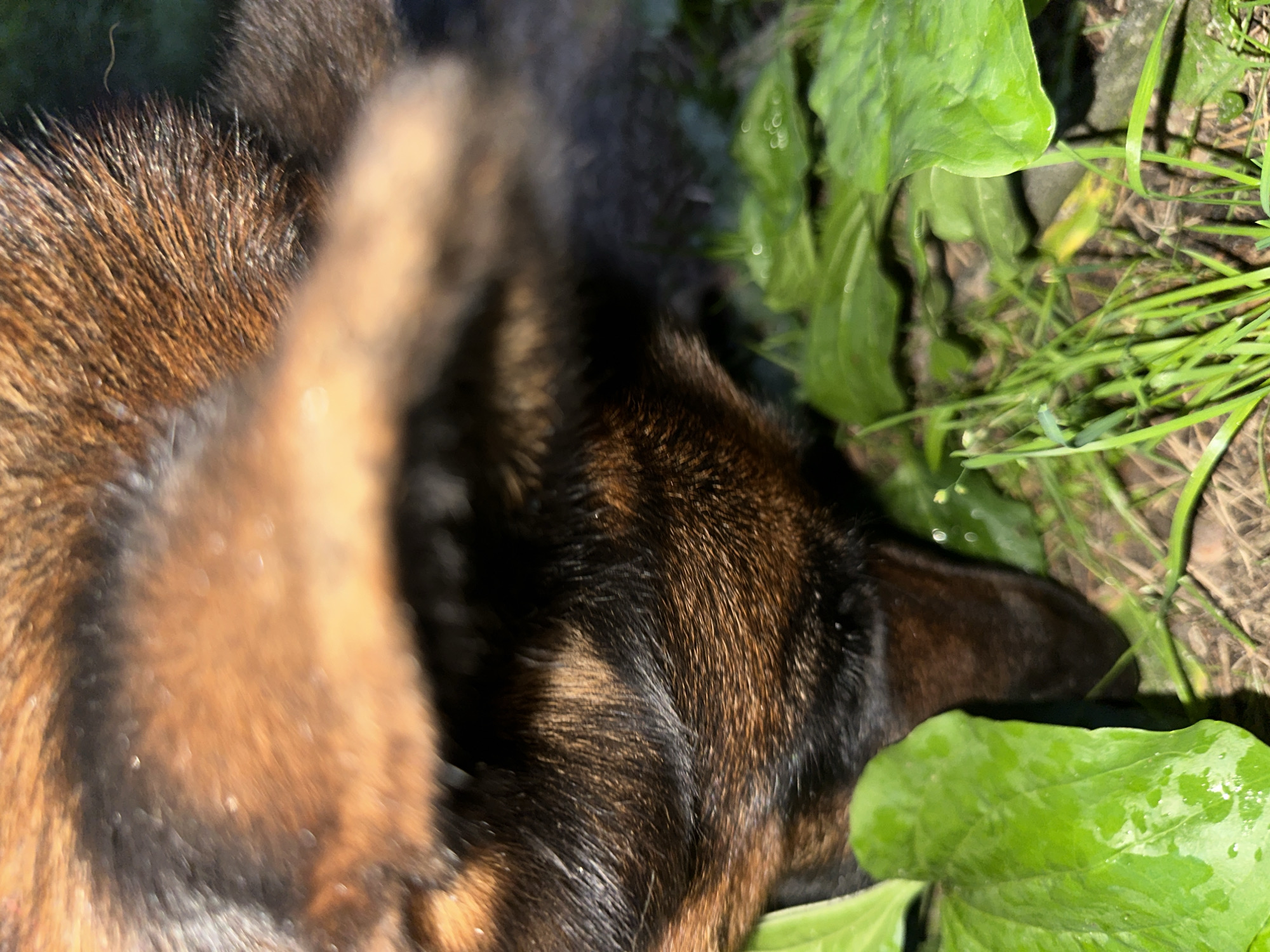 A close-up, low-angle shot shows the head of a German Shepherd dog in the foreground, its fur a mix of brown, black, and tan. The dog is partially obscured by large, green, wet leaves. The background consists of green grass and soil, suggesting an outdoor setting, possibly a garden or park. The lighting is dim and appears to be artificial, casting shadows and highlighting the wetness on the leaves. The dog's snout is pointed downwards, as if sniffing or eating something on the ground. The image is slightly out of focus, particularly the dog's face.