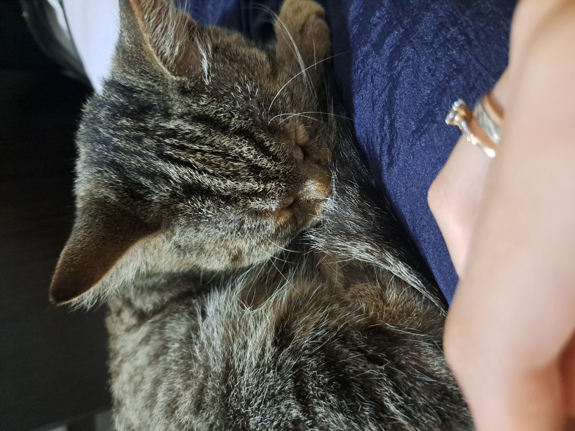 The image shows a close-up of a tabby cat sleeping on a dark blue surface, possibly a blanket or clothing. The cat is curled up with its head resting on its paws and tail. A human hand, wearing a ring, is visible in the foreground, partially obscuring the cat. The background is dark and out of focus. The image does not contain any information about its location in the city of Vypasne, Ukraine.