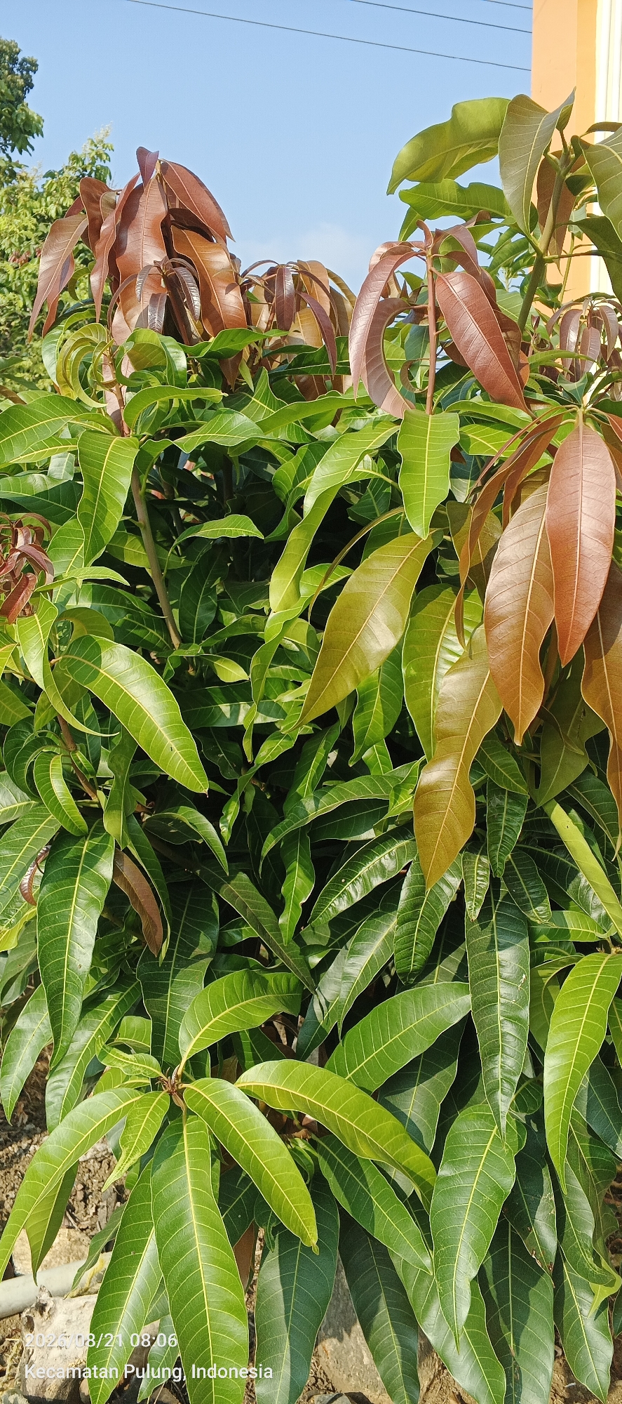 This is a close-up, vertical shot of a mango tree's foliage against a clear blue sky. The leaves are lush and varied in color, with vibrant green leaves dominating the lower and middle sections of the frame. Interspersed among the green are newer leaves exhibiting a striking reddish-brown hue, particularly concentrated at the top and right side of the image. The leaves are elongated and pointed, with visible veins. The sunlight casts shadows, highlighting the texture and dimensionality of the foliage. In the lower left corner, a timestamp and location are watermarked: "2023/08/21 08:06 Kecamatan Pulung, Indonesia". The background reveals hints of a building with orange siding on the right and trees and a power line against the sky. The ground beneath the tree is visible in the lower portion of the frame, appearing to be a mix of soil and debris.