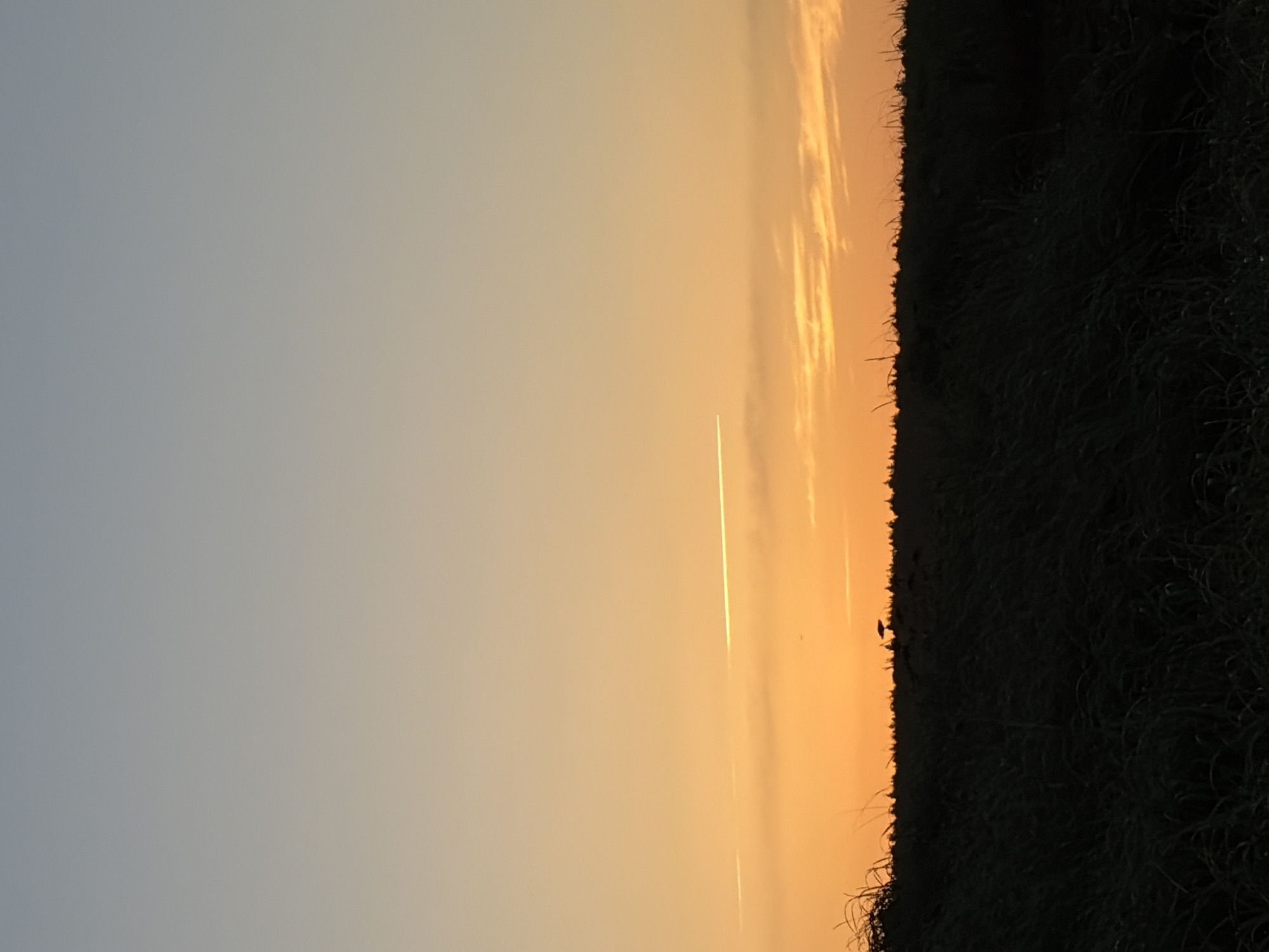 The image depicts a serene sunset over a rural landscape, likely Ozerskoe, Russia. The sky transitions from a soft pale blue at the top to a vibrant orange and yellow gradient towards the horizon, indicative of the golden hour. A thin, bright white contrail from an aircraft is visible stretching horizontally across the sky. In the distance, a dark, silhouetted line of trees forms the horizon, separating the sky from the foreground. The foreground is dominated by a field of tall, dark grass, appearing almost black due to the low light conditions. The overall impression is one of tranquility and natural beauty.