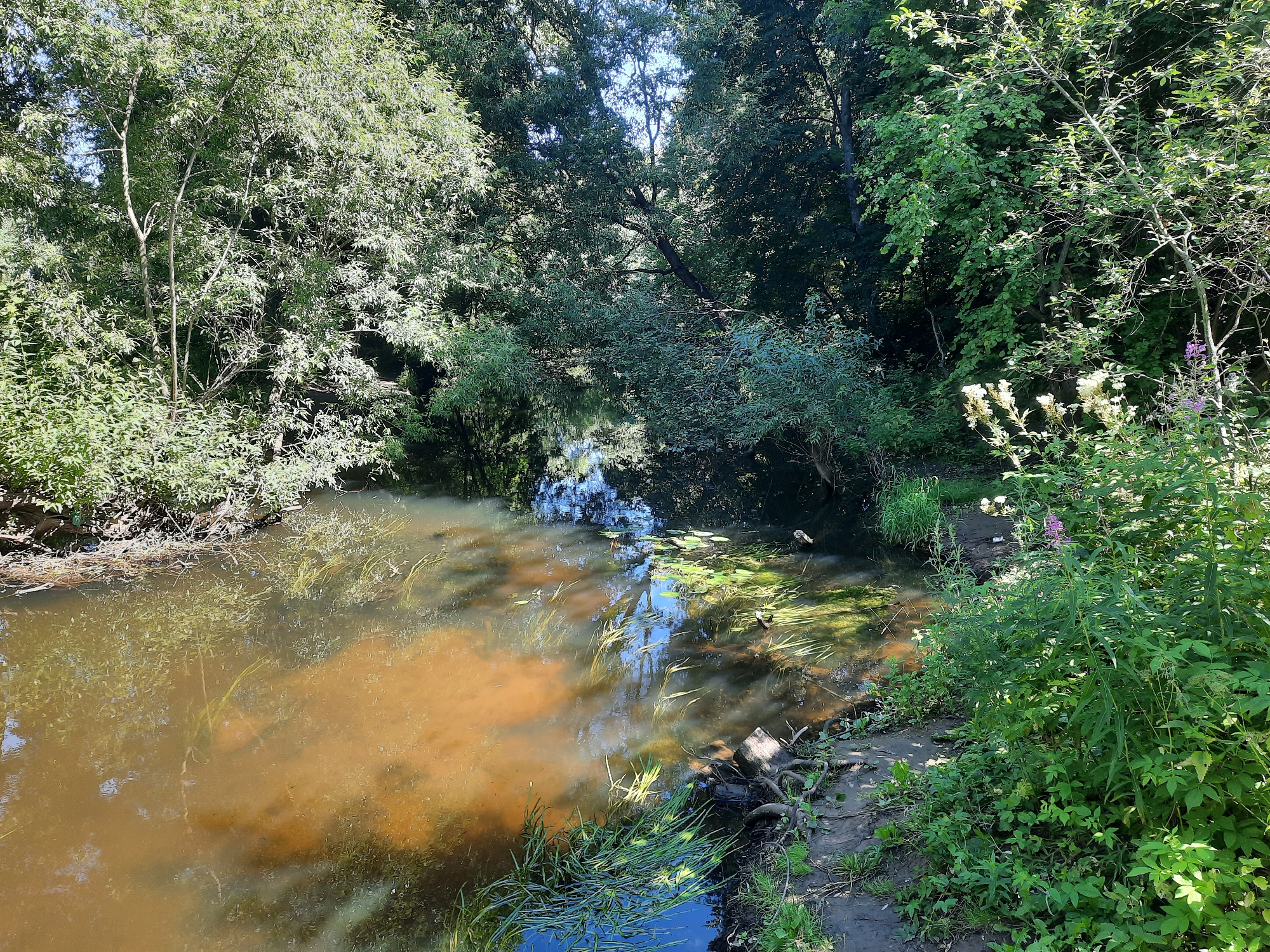 A sun-drenched, narrow stream flows through a dense, green forest in Mar'ino, Russia. The water is murky, with a reddish-brown sediment clouding its surface and obscuring the streambed. Green aquatic plants and lily pads dot the water's surface, interspersed with reflections of the overhead canopy. The stream is bordered by thick vegetation, with trees, bushes, and tall grasses creating a verdant wall on both sides. The sunlight filters through the leaves, casting dappled shadows on the water and ground. On the right bank, a patch of wild purple flowers stands out against the green foliage. The scene is peaceful and appears to be untouched by human activity, with no people or man-made objects visible.