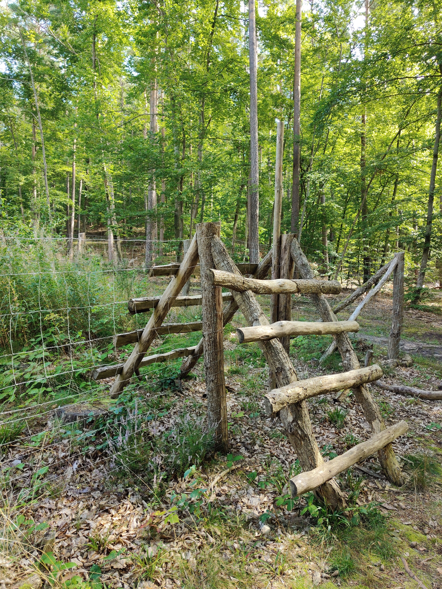 An outdoor scene depicts a wooden fence and treeline in a forest. The fence is constructed from rough-hewn logs of varying sizes, some forming an A-frame structure. The logs appear weathered and natural. Behind the fence, a dense forest with tall, slender trees and lush green foliage dominates the background. The ground is covered with fallen leaves and some low-lying green vegetation. Sunlight filters through the trees, creating dappled light on the forest floor. The image is taken from a ground-level perspective, looking slightly upwards towards the trees. The location is not identifiable within the city of Rumia, Poland, based on the visual information provided.