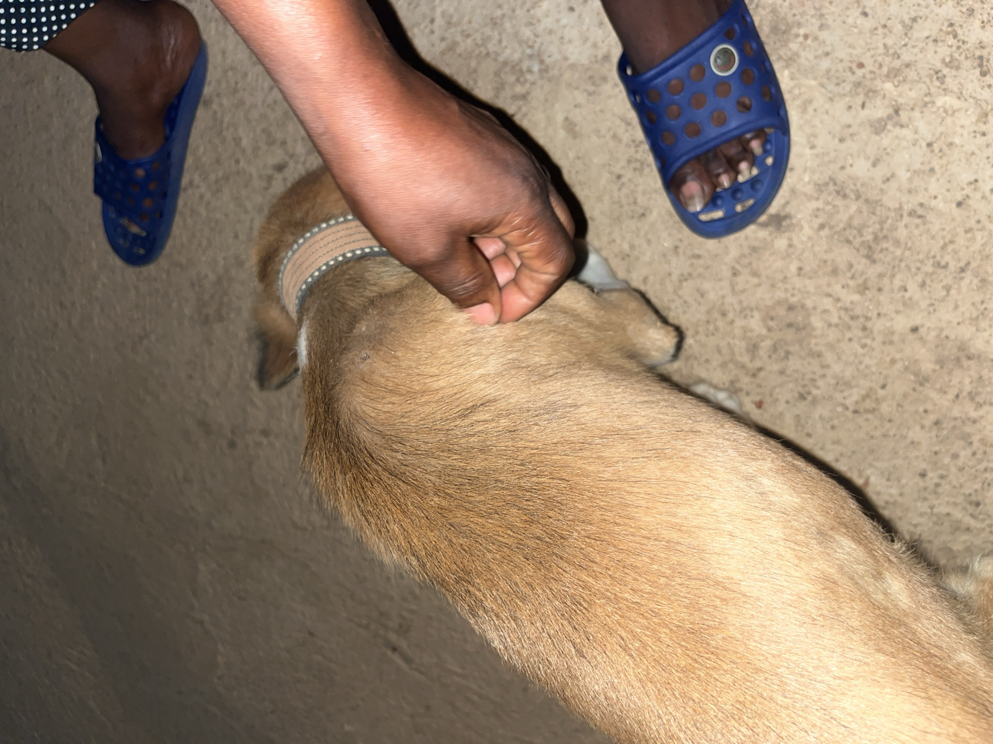 In Bukuru, Nigeria, a brown dog with a patterned collar is being petted by a person's hand. The dog is positioned to the left of the frame, facing away from the camera. A person's arm and hand are visible on the right side of the image, with the hand gently touching the dog's neck. Two blue flip-flops are also present in the image; one on the far left, partially obscured by the dog, and another on the lower right. The ground appears to be a dirt or concrete surface. The lighting suggests the image was taken in the evening or indoors with artificial light.